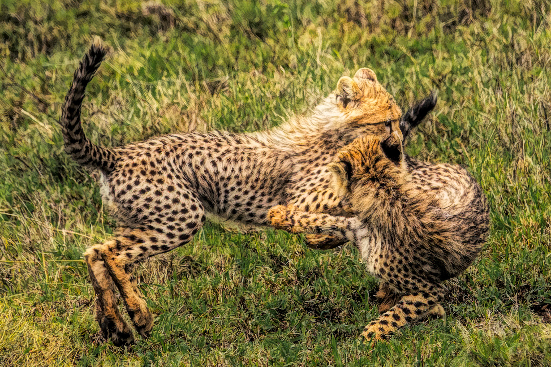 cat fight!