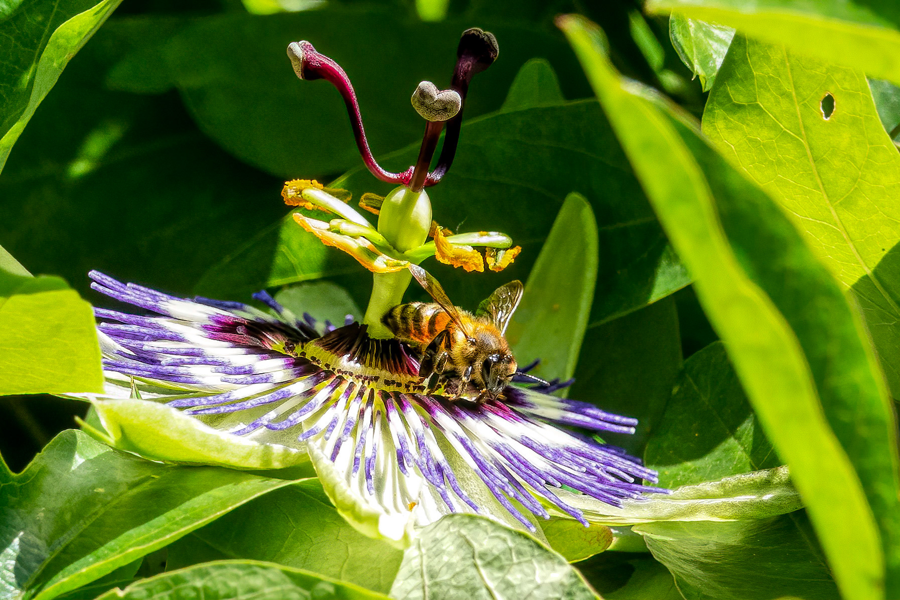 'Cause I'm leaving on a jet plane. Don't know when I'll be back again.In my dreams...