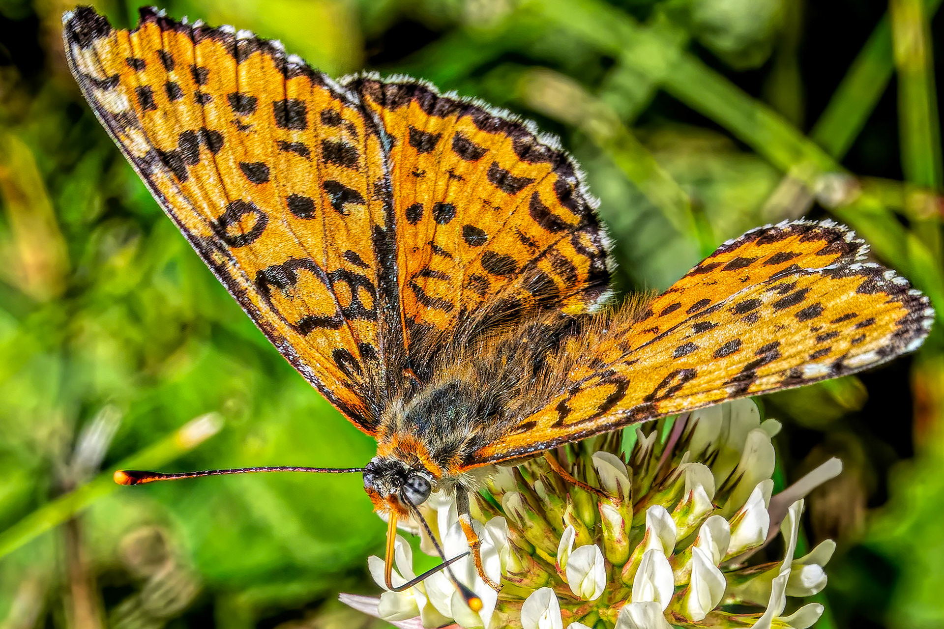 A fritillary butterfly on a clover flower, thinking of where to cause the next tornado...