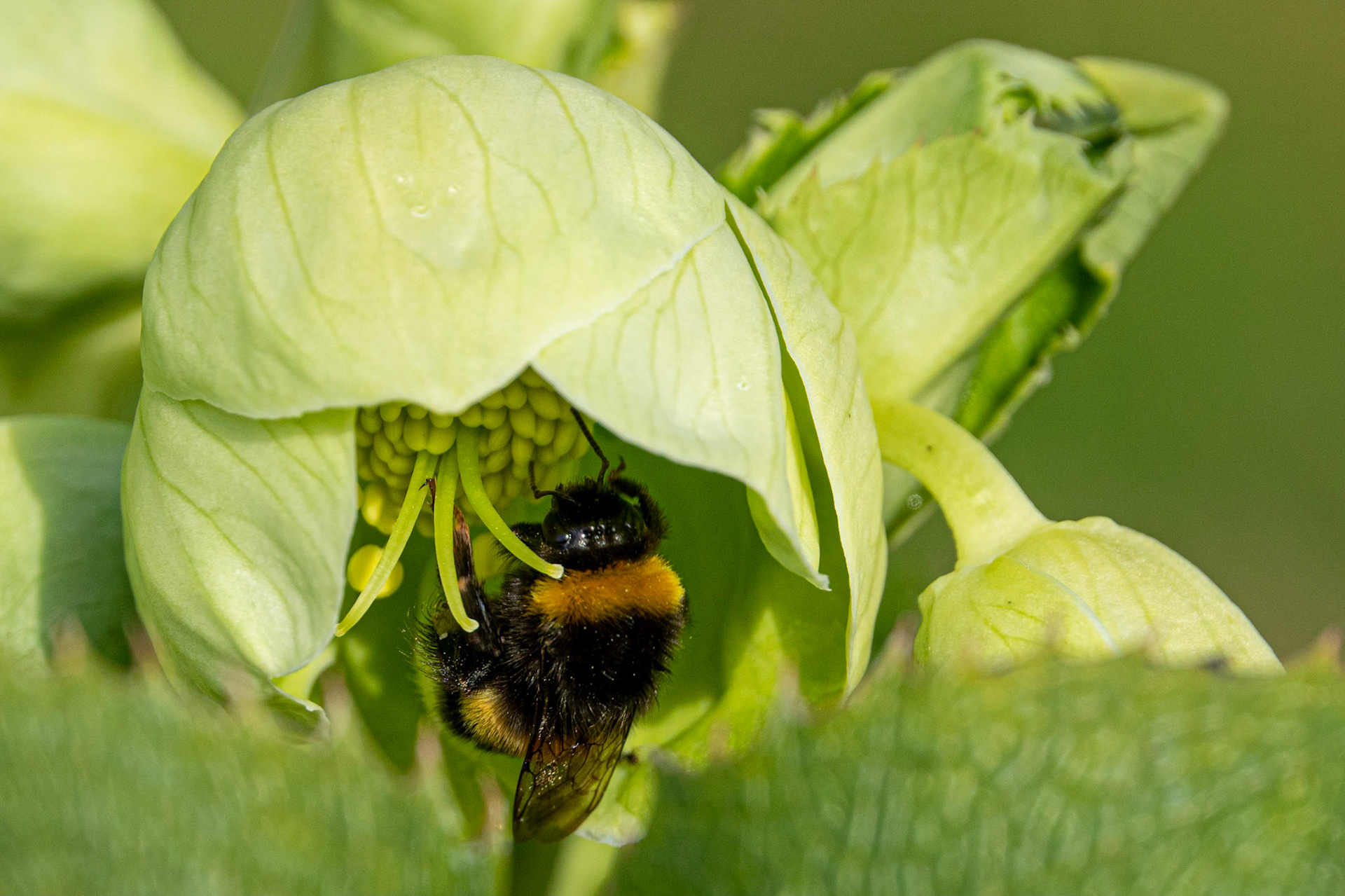 A bumblebee in a Hellabore flower