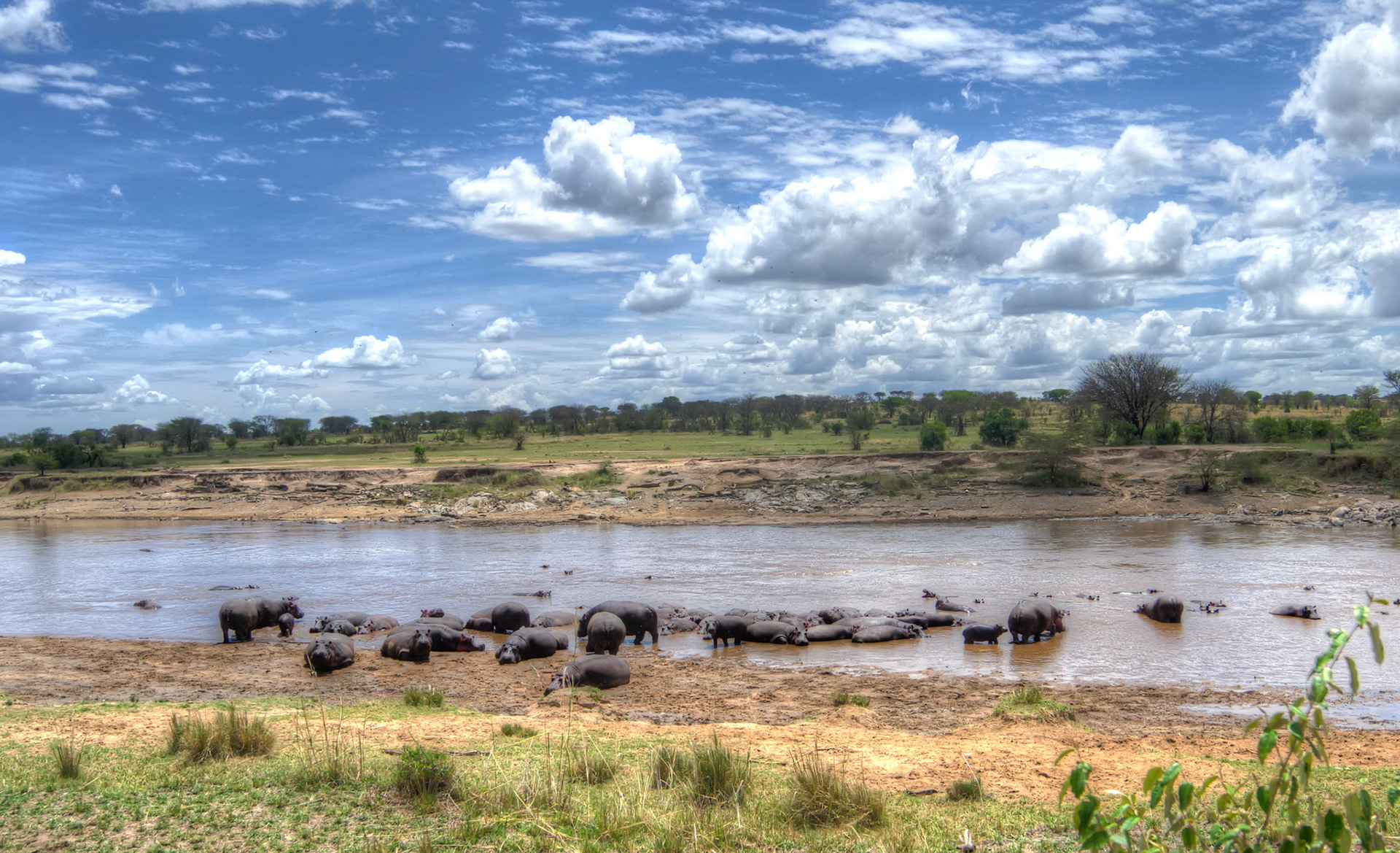a bloat of hippos