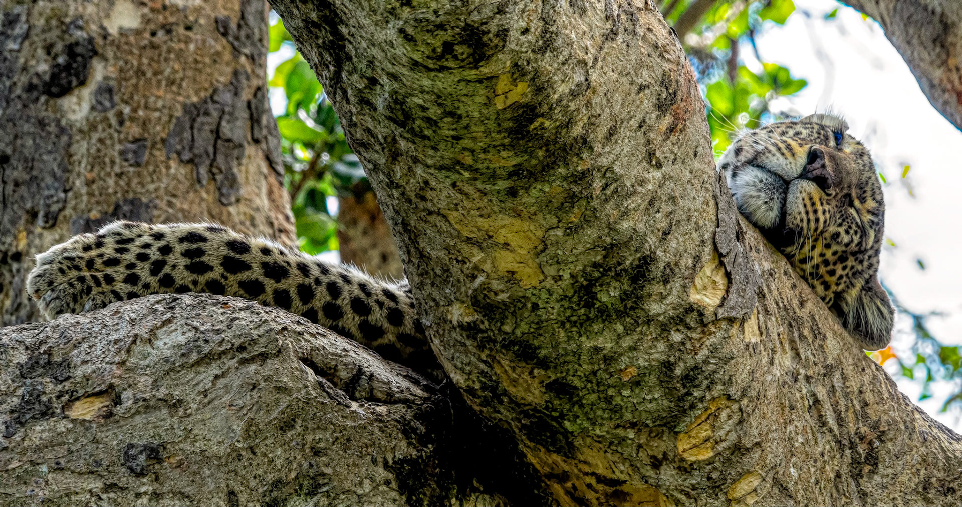 Leopard mum asleep
