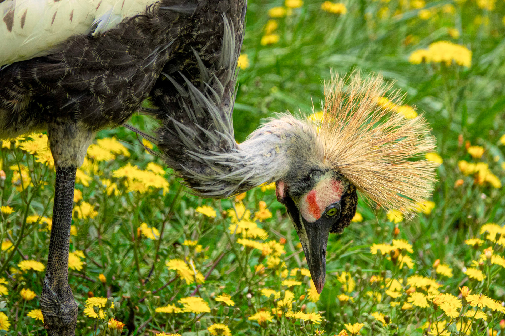 A grey crowned crane looking for lunch