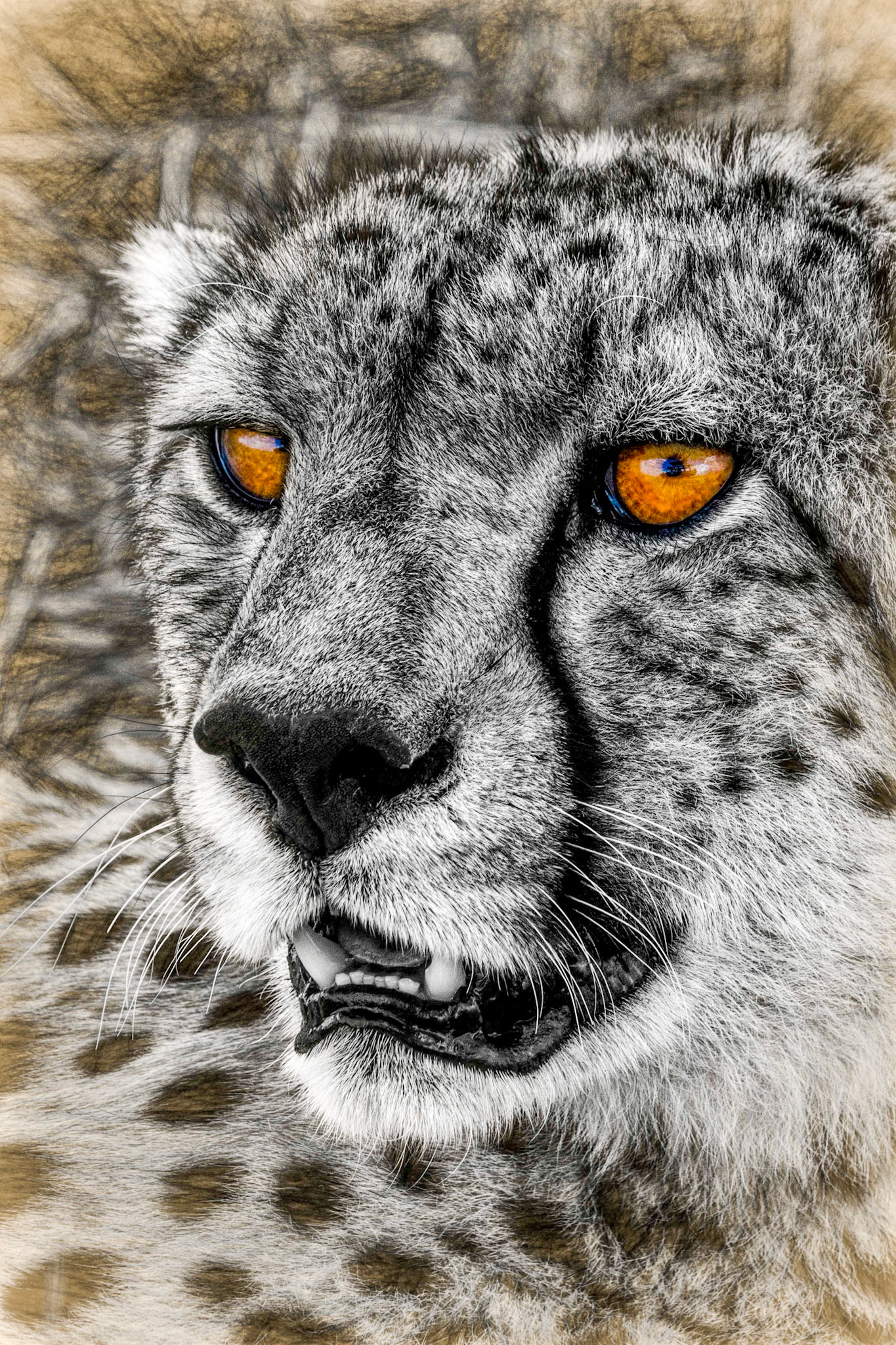 Just 7,100 of the big cats remain in the wild, spurring conservationists to call for the species to be declared endangered.