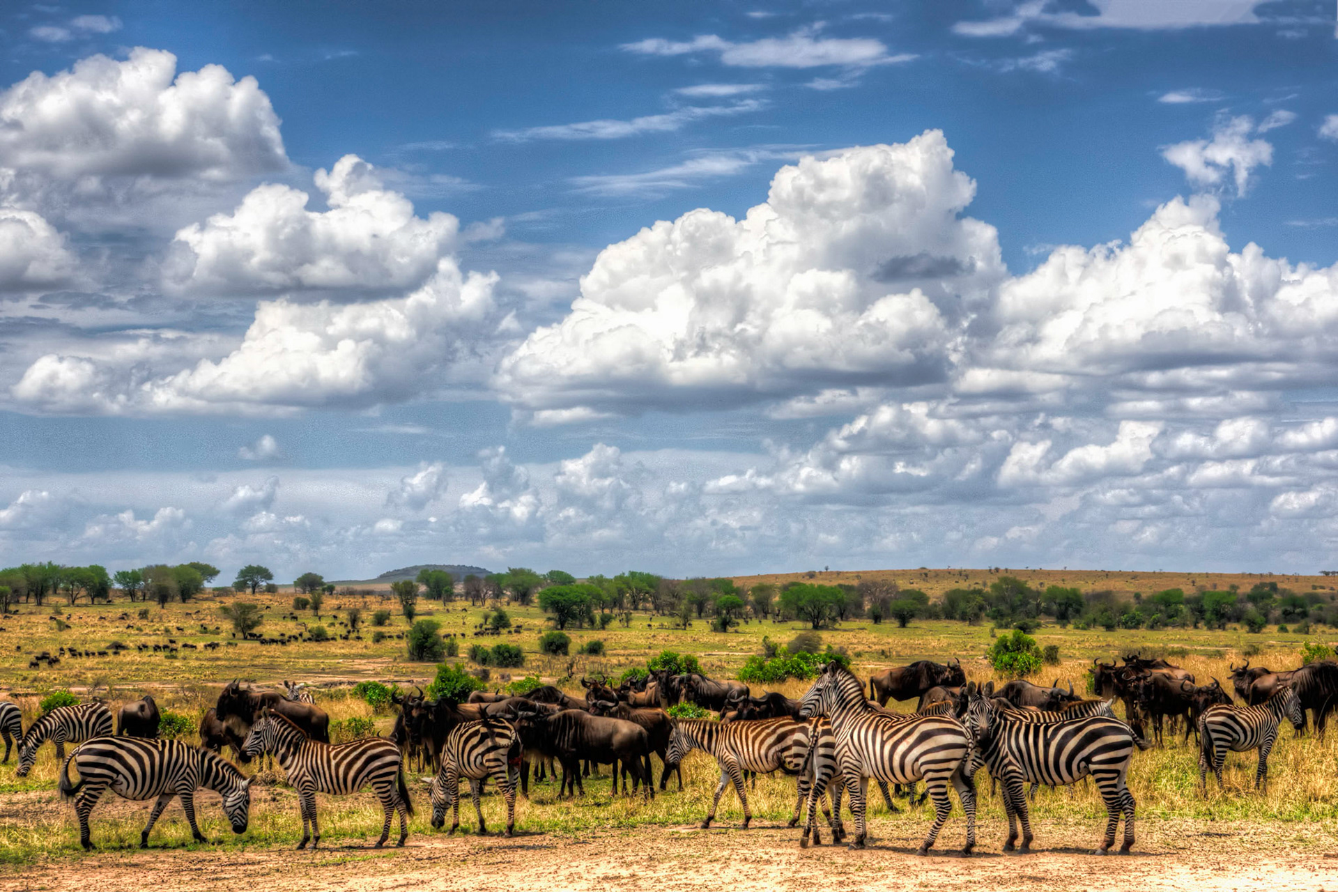 zebras cross too