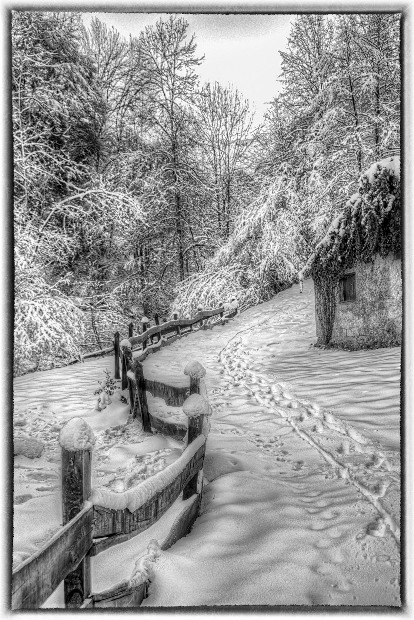 woodland fence in snow