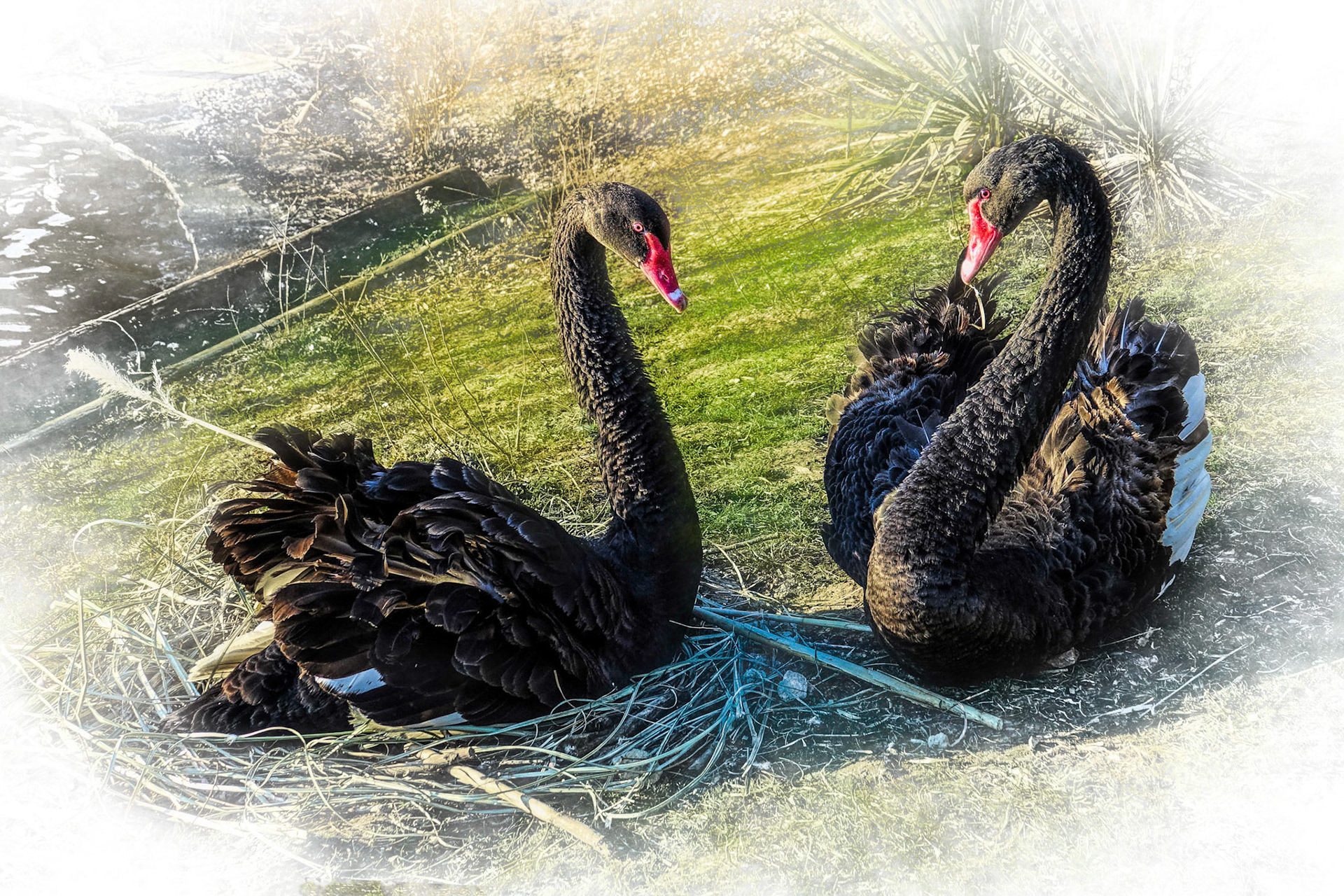 Two female Black Swans guard their eggs