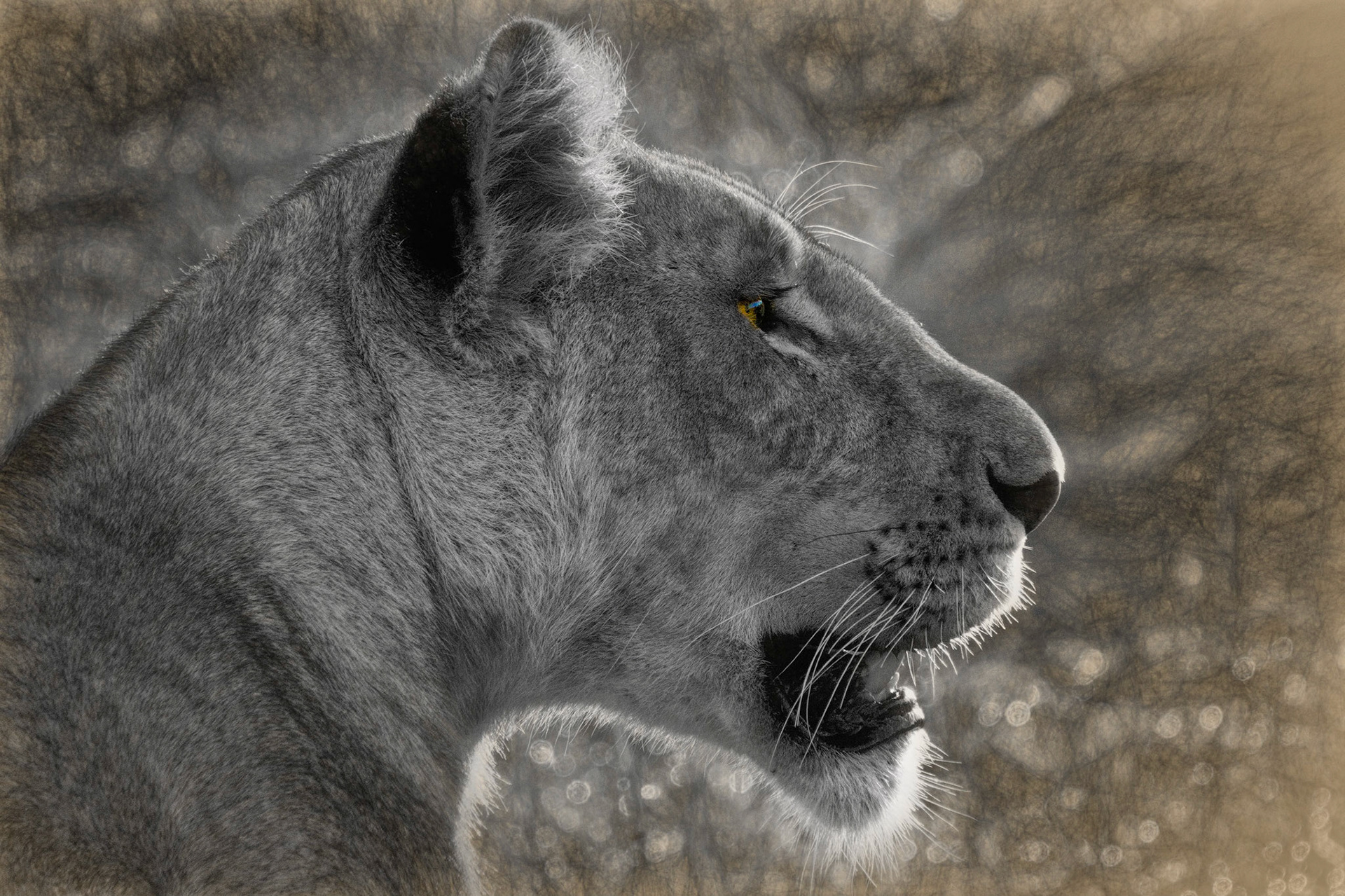 backlit lioness portrait