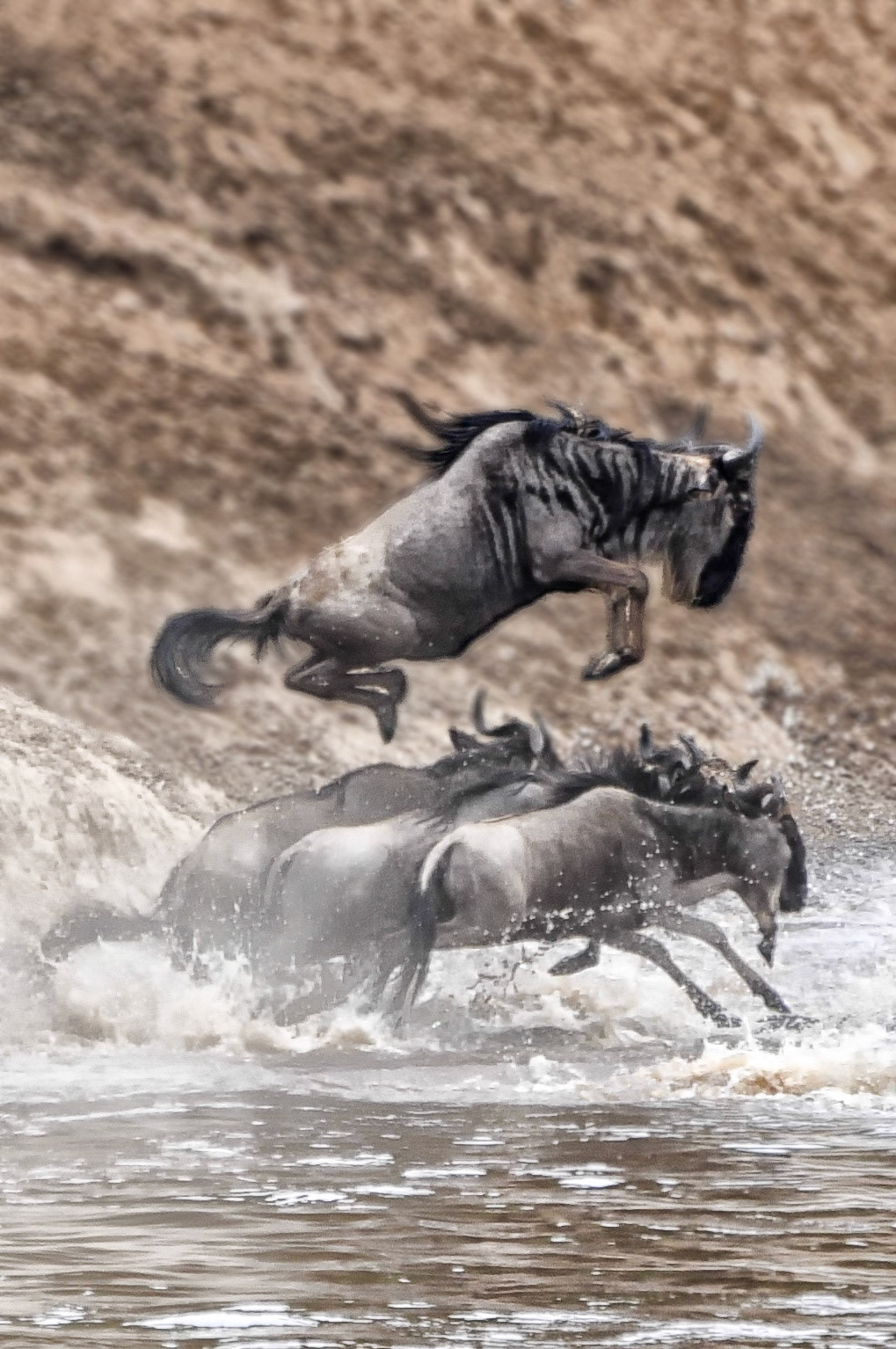 the Leaping Gnu competition