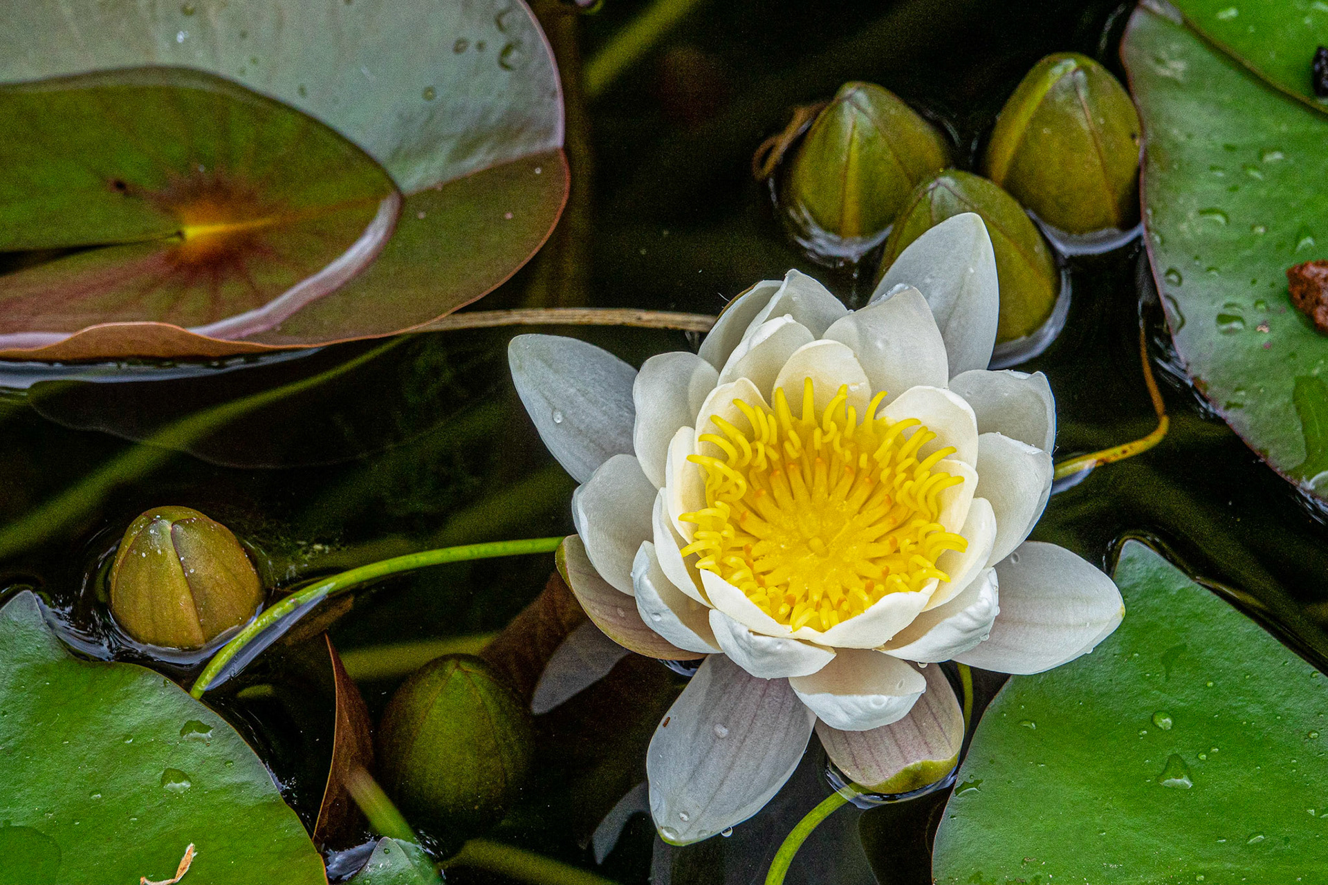 The first lily of the year