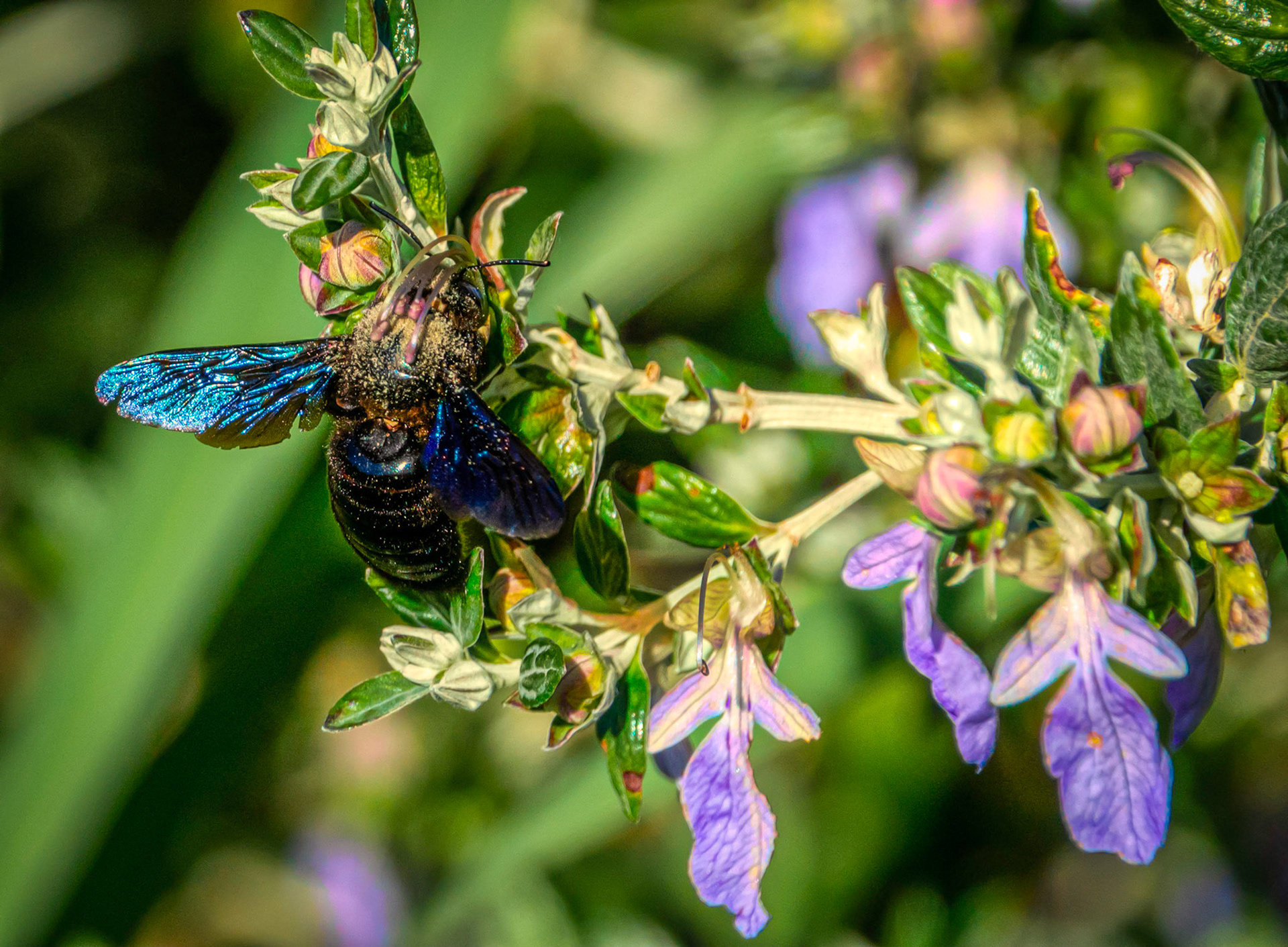 A black bumblebee pollinating a trucrium