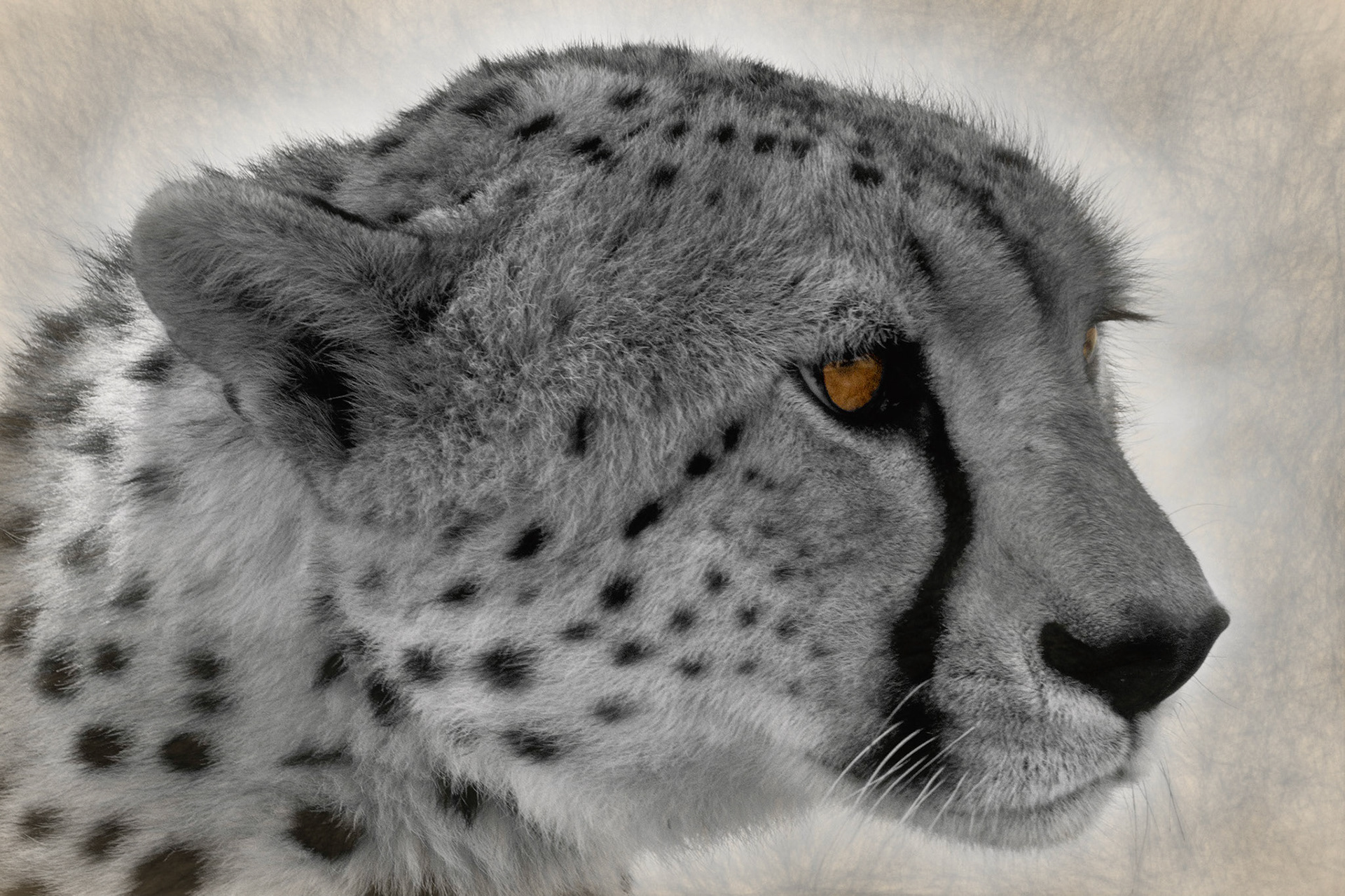 Brown-eyed Cheetah