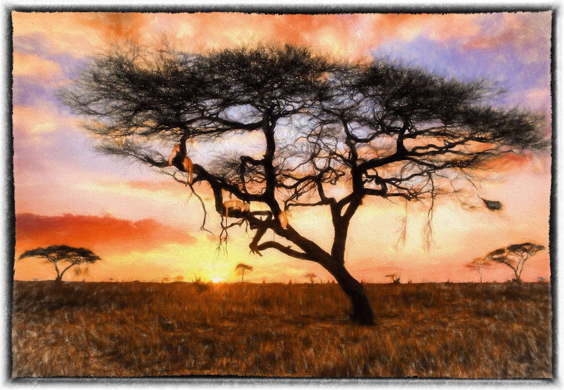 Three lions sleep in an acacia. Tarngire National Park, Tanzania