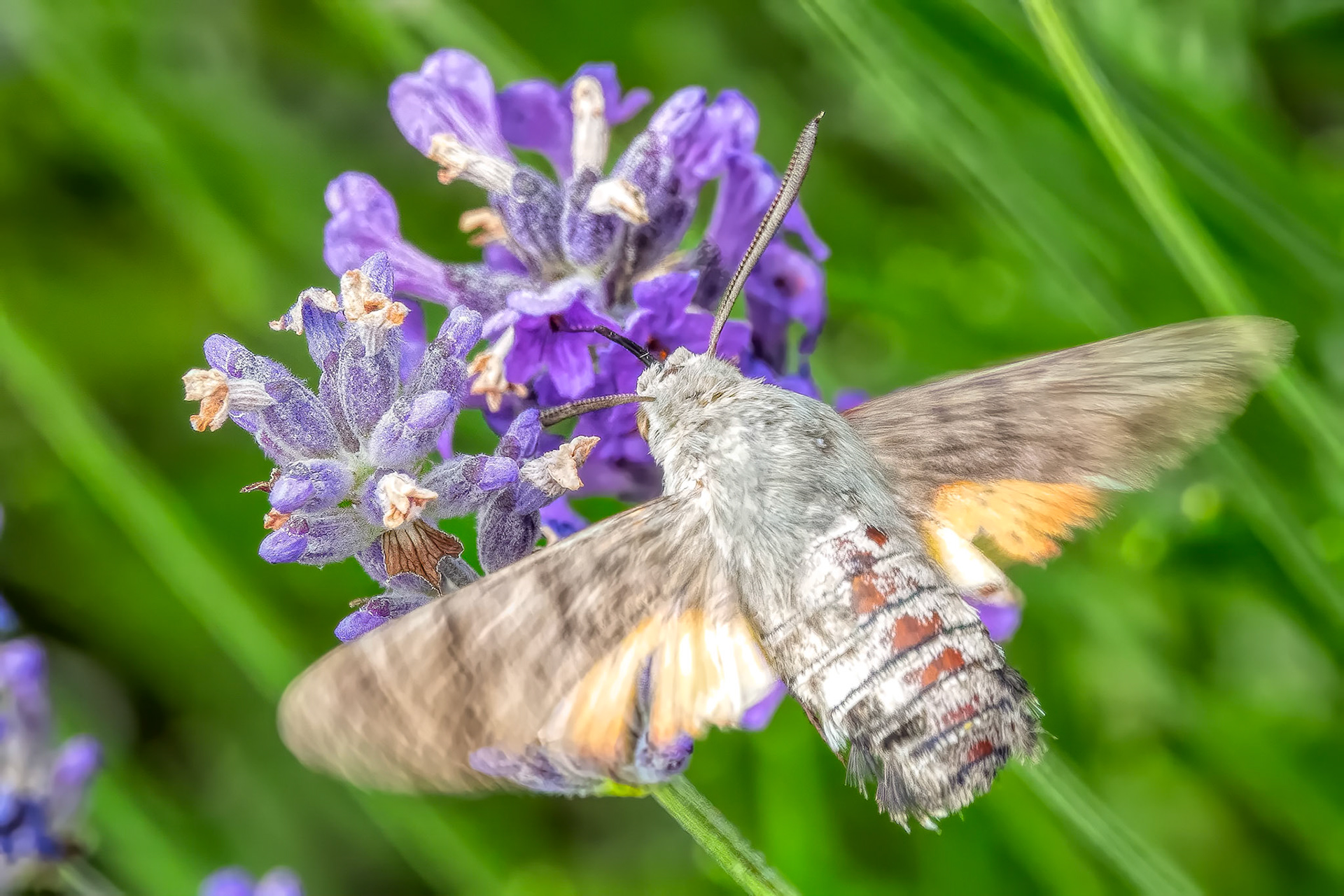 Listen to the hummingbirdWhose wings you cannot seeListen to the hummingbirdDon't listen to meLeonard CohenA Hummingbird Hawk-Moth on Lavendar