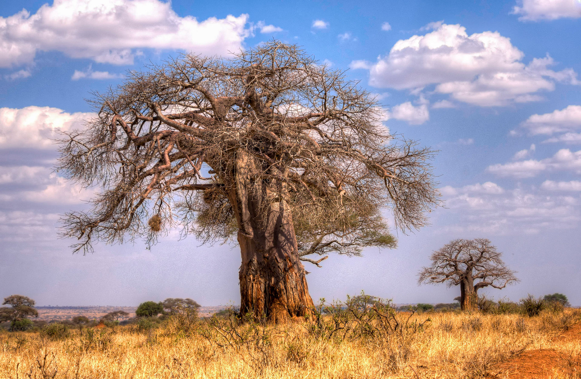 Baobabs in Tarangire National Park
