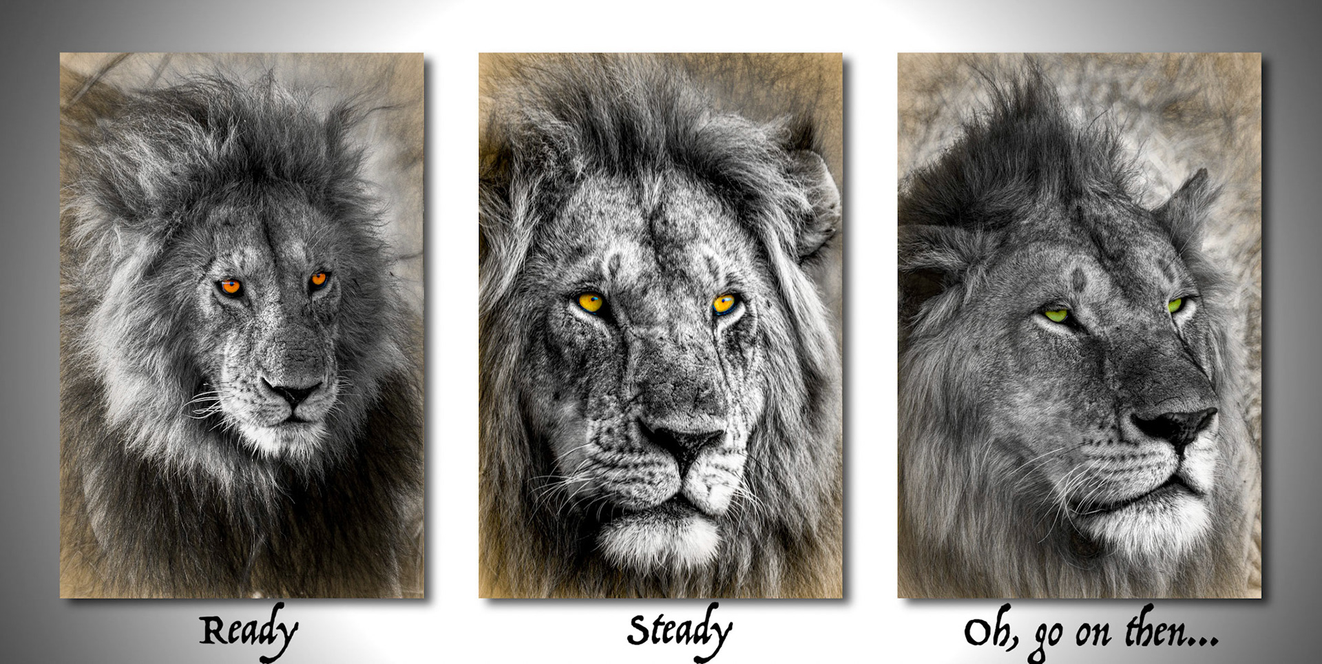 Oh, go on then...  How lions talk to their hunters - the lionesses. Magnificent beasts that get their women to do their work for them! The eye colour of these three lions is their natural tint BUT over-saturated. The black &amp; white face also exagerates the colour, as does the strange vignetting that I like so much.