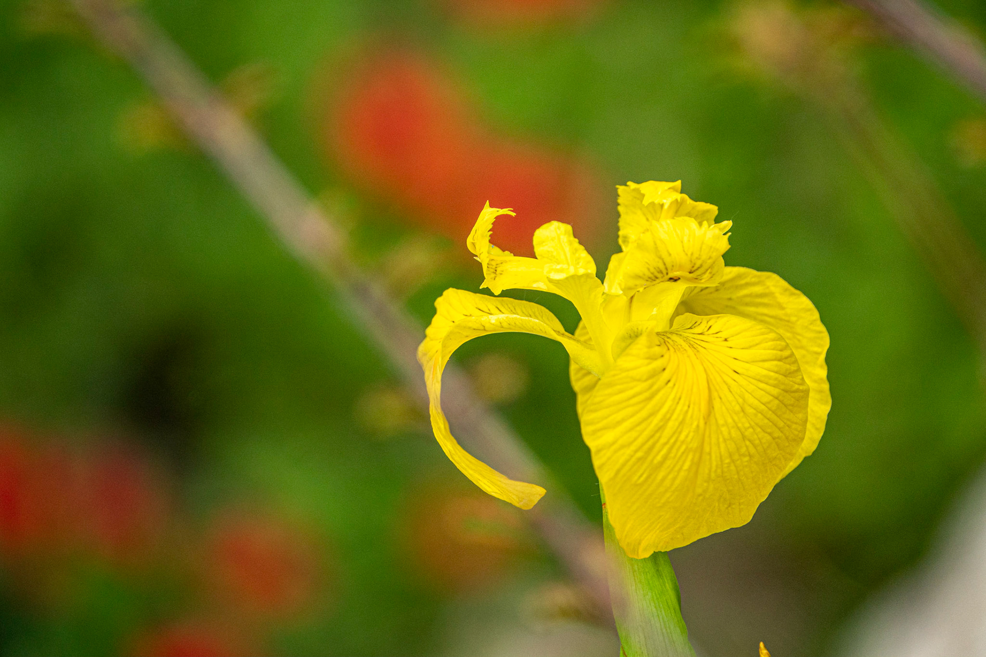 yellow iris