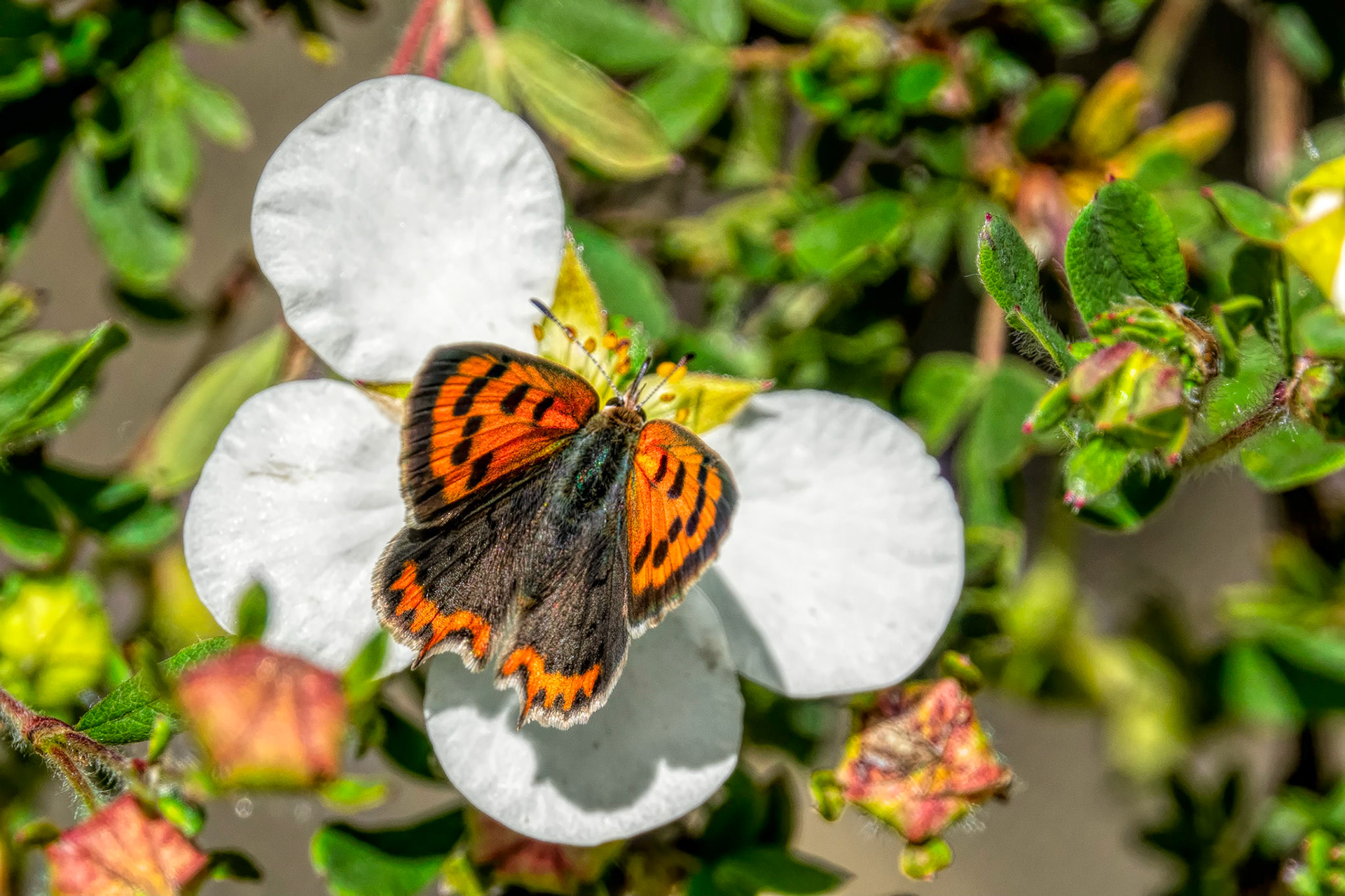 A small Copper butterfly is momentarily confused by a butterfly shapped flower.