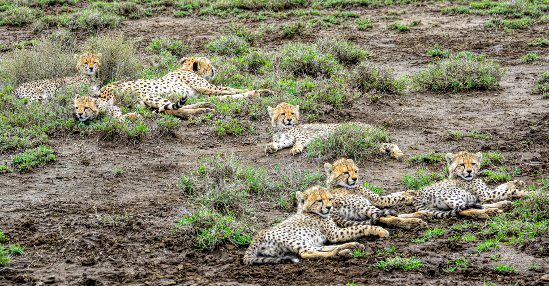 A cheetah with 6 cubs, one of which is her daughters cub