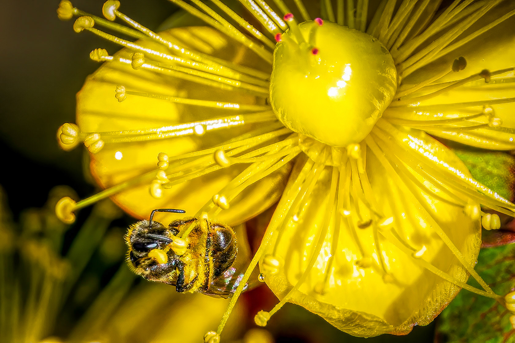 a tiny bee on a rose of sharon (Hypericum)