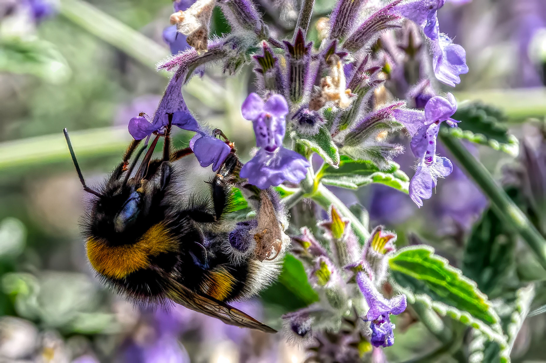 Lockdown Day 69: Bummbling about