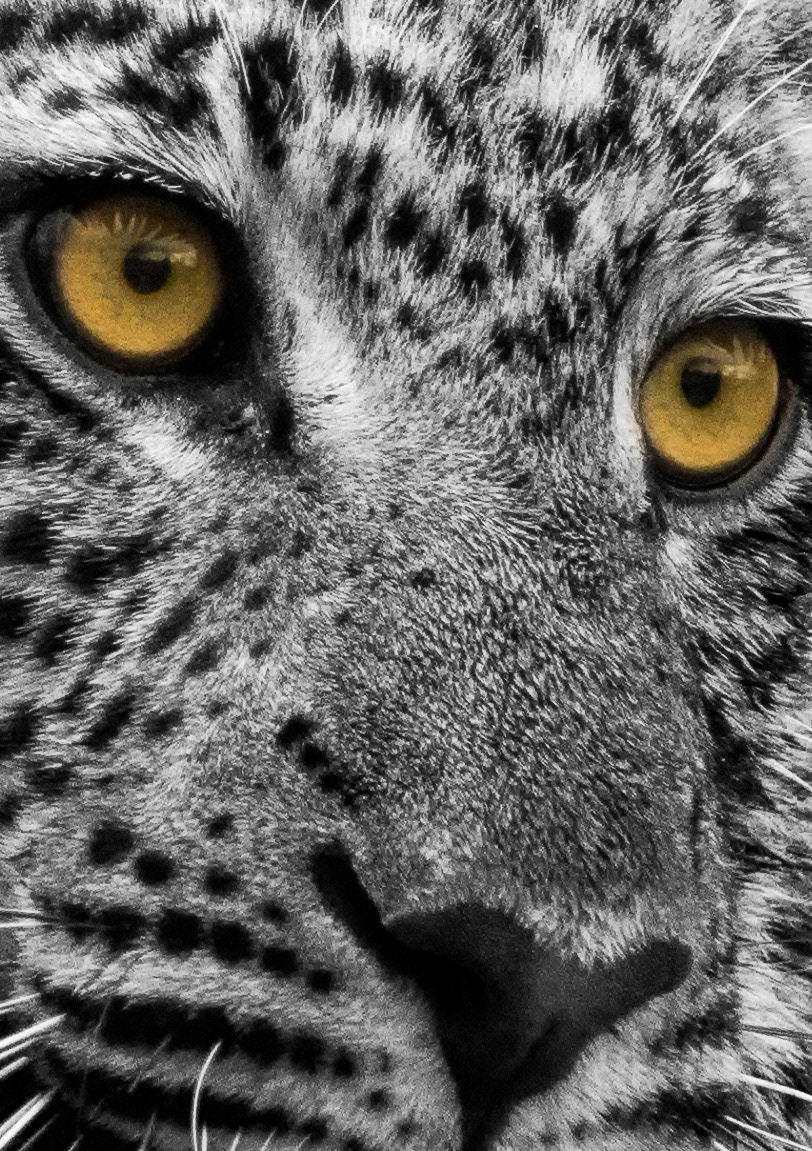 leopard eyes