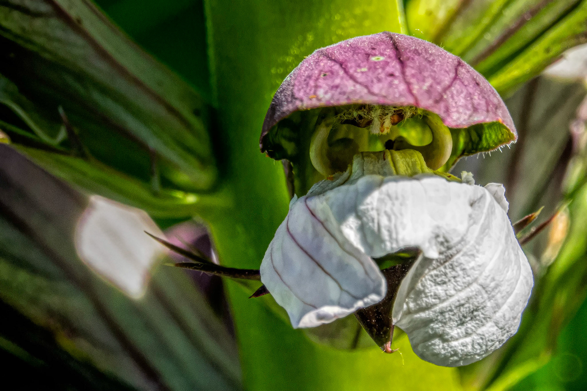 acanthus mollis - Bear's Breeches