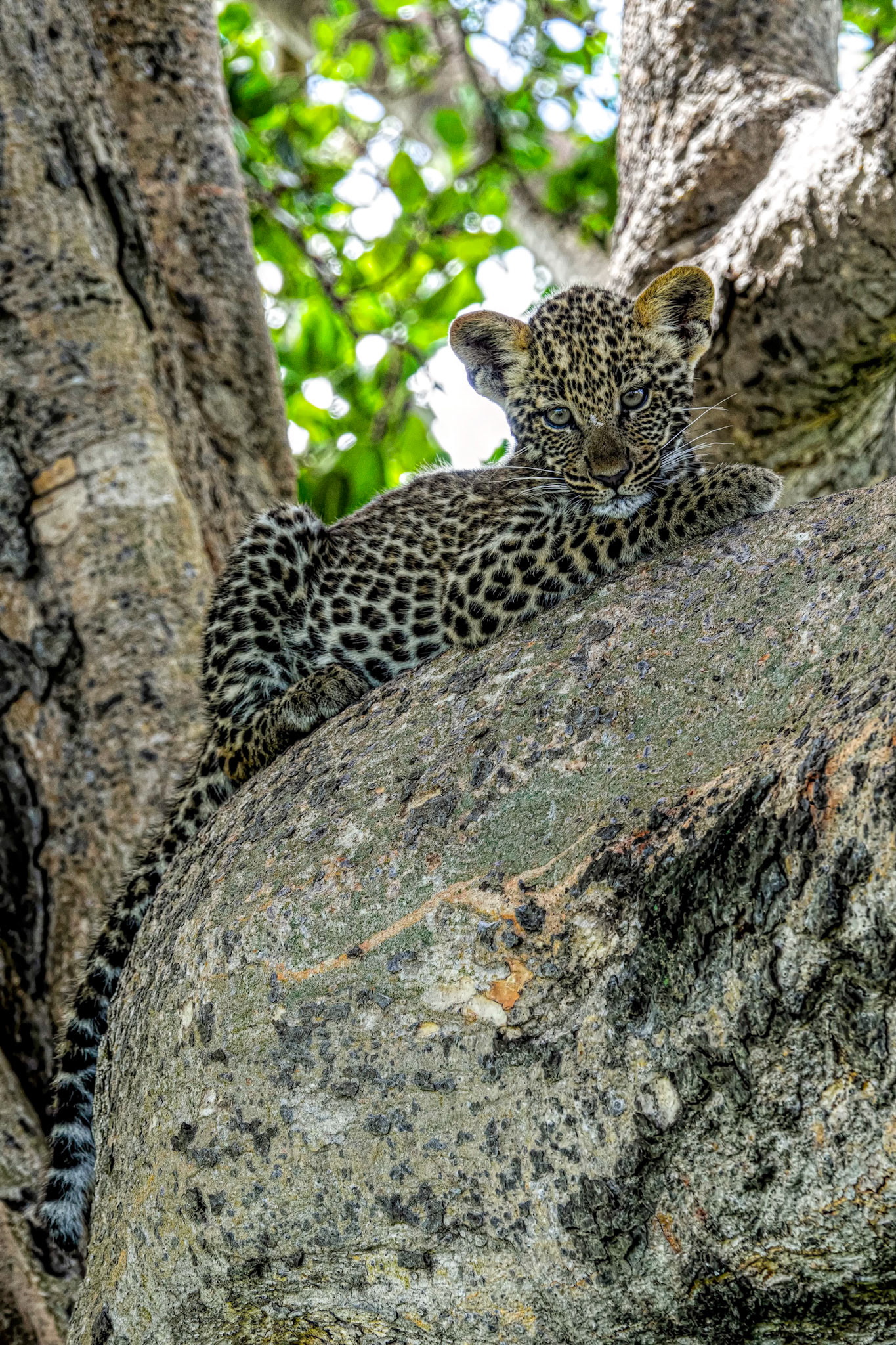 a leopard's tale