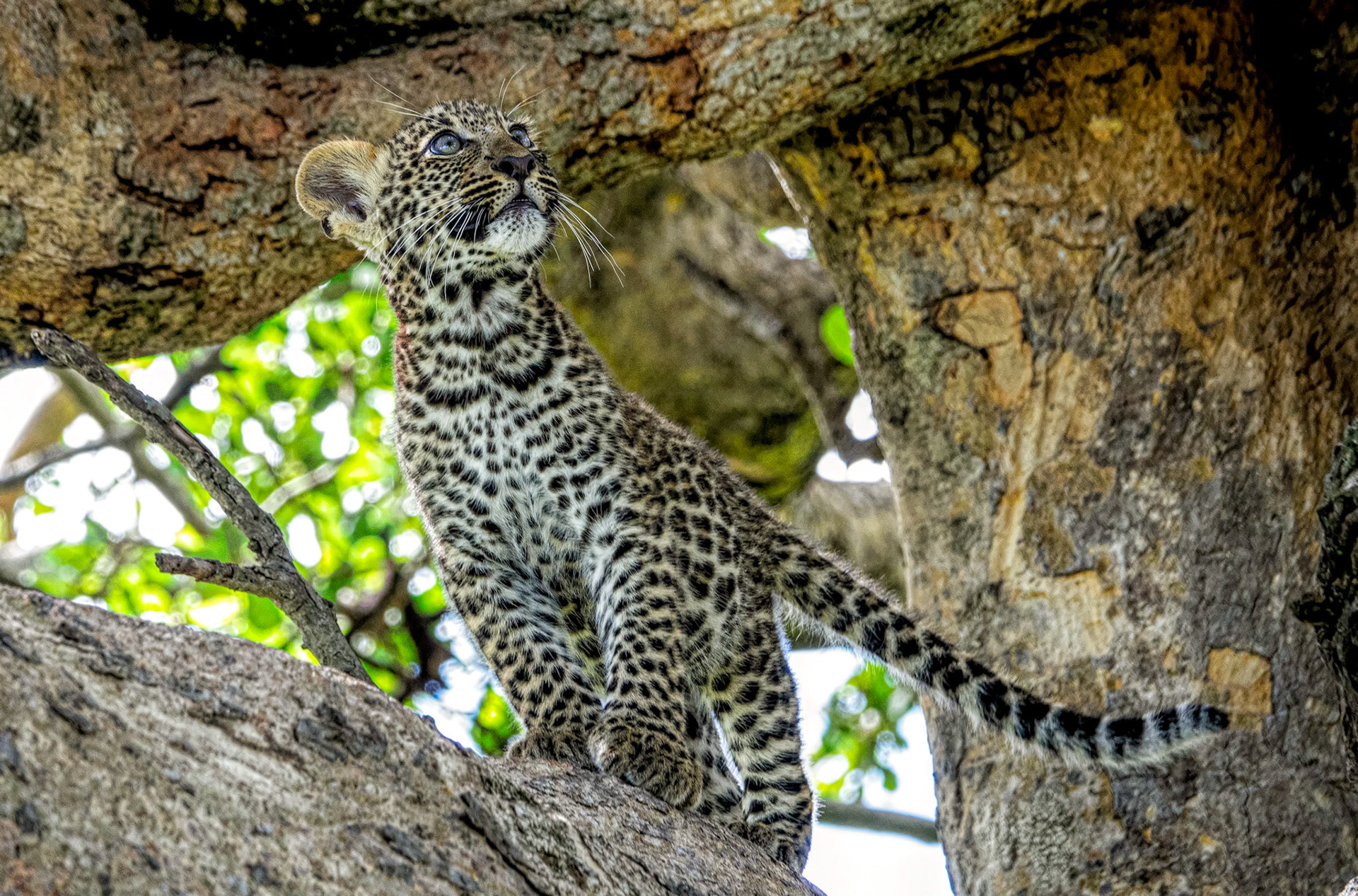 leopard cub looking up