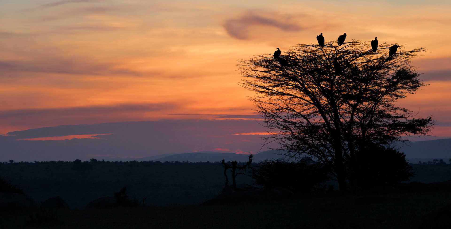 Vultures at Dawn