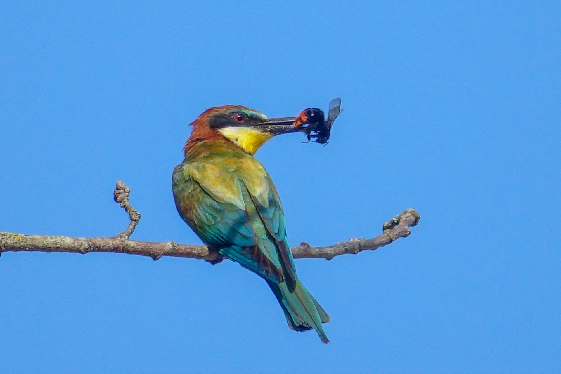 a European Bee-eater. A new arrival in our back garden