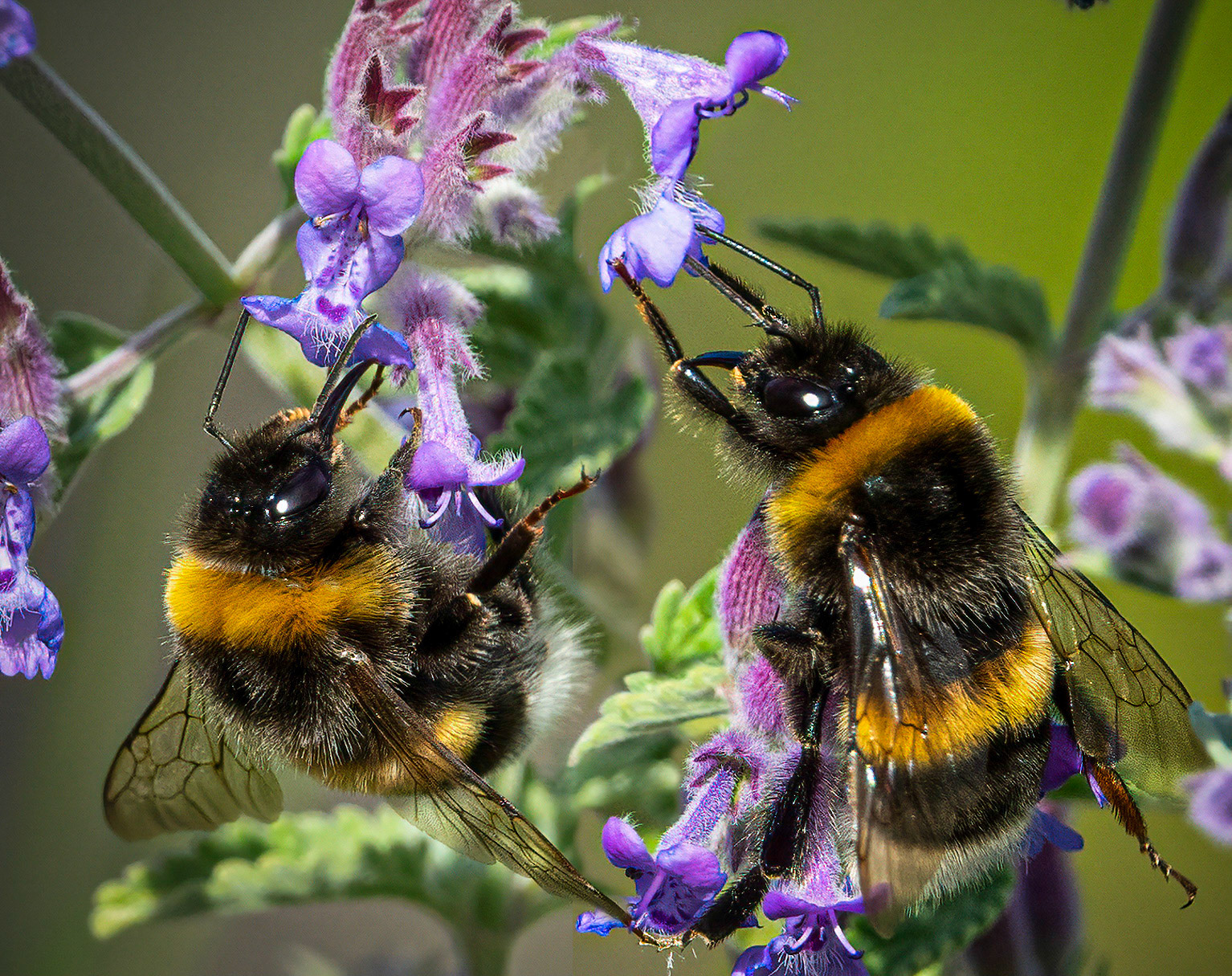 Two Bumblebees on Catnip