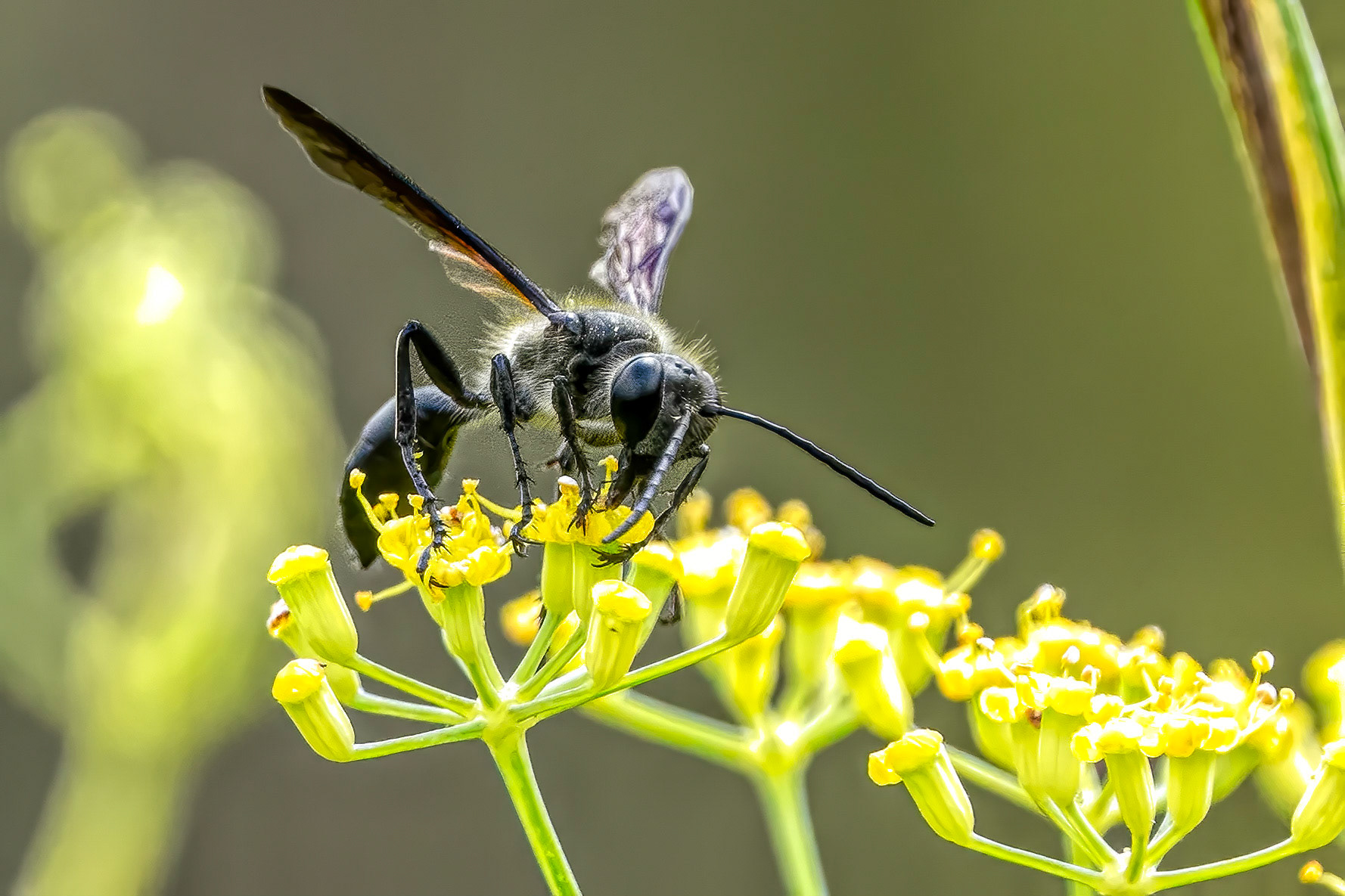 A thread-waisted wasp on fennel