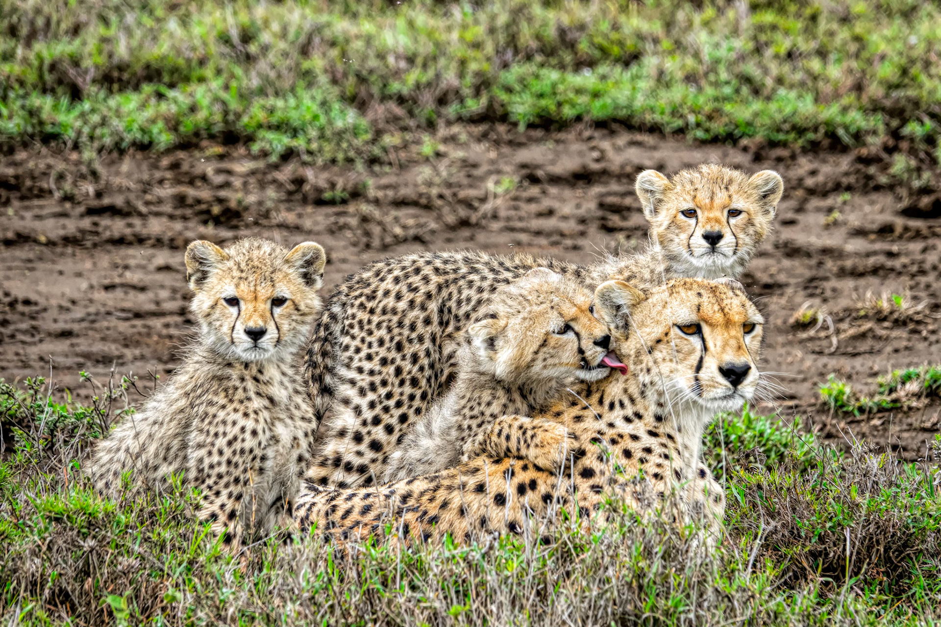 cleaning behind the ears