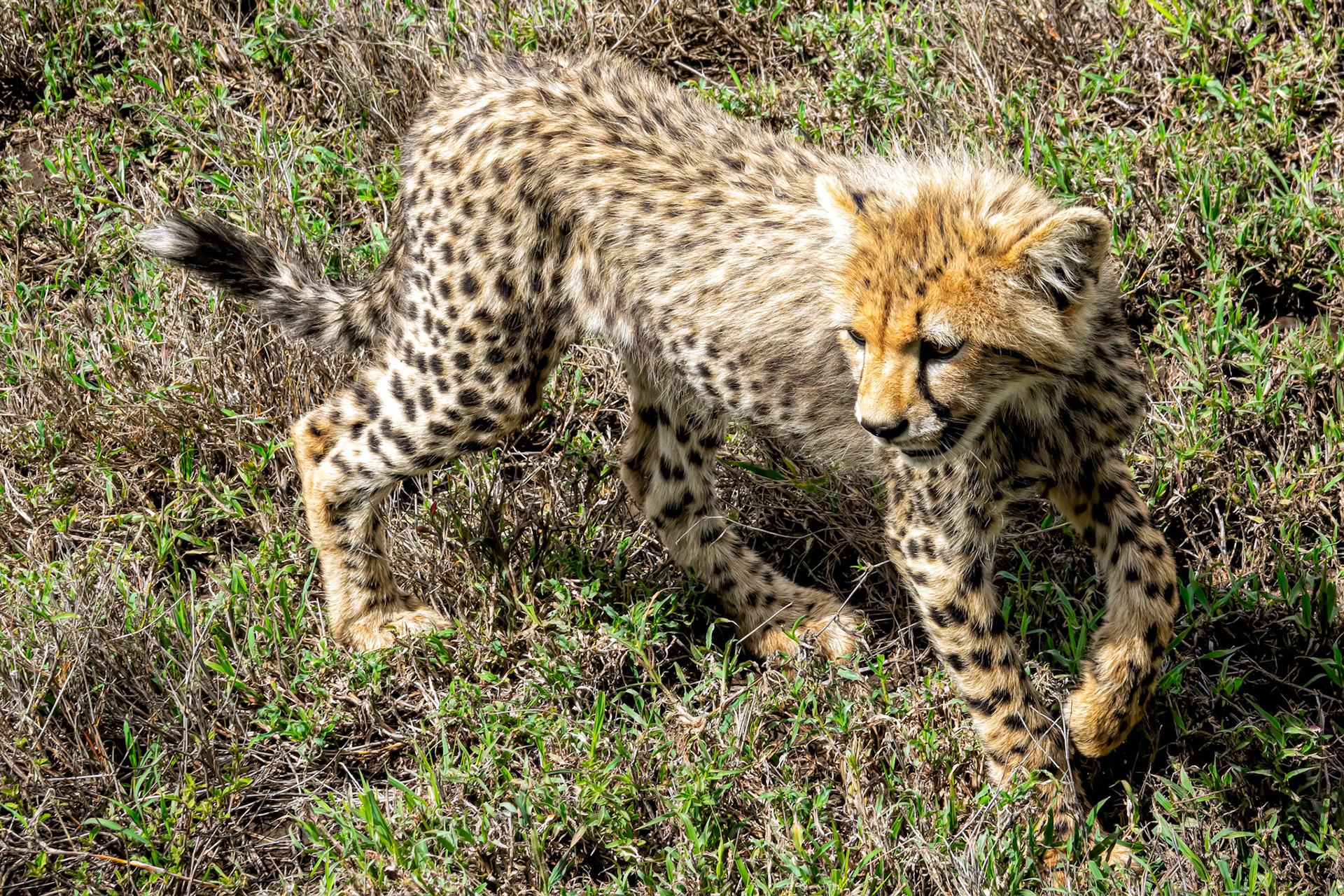 cheetah cub stalking