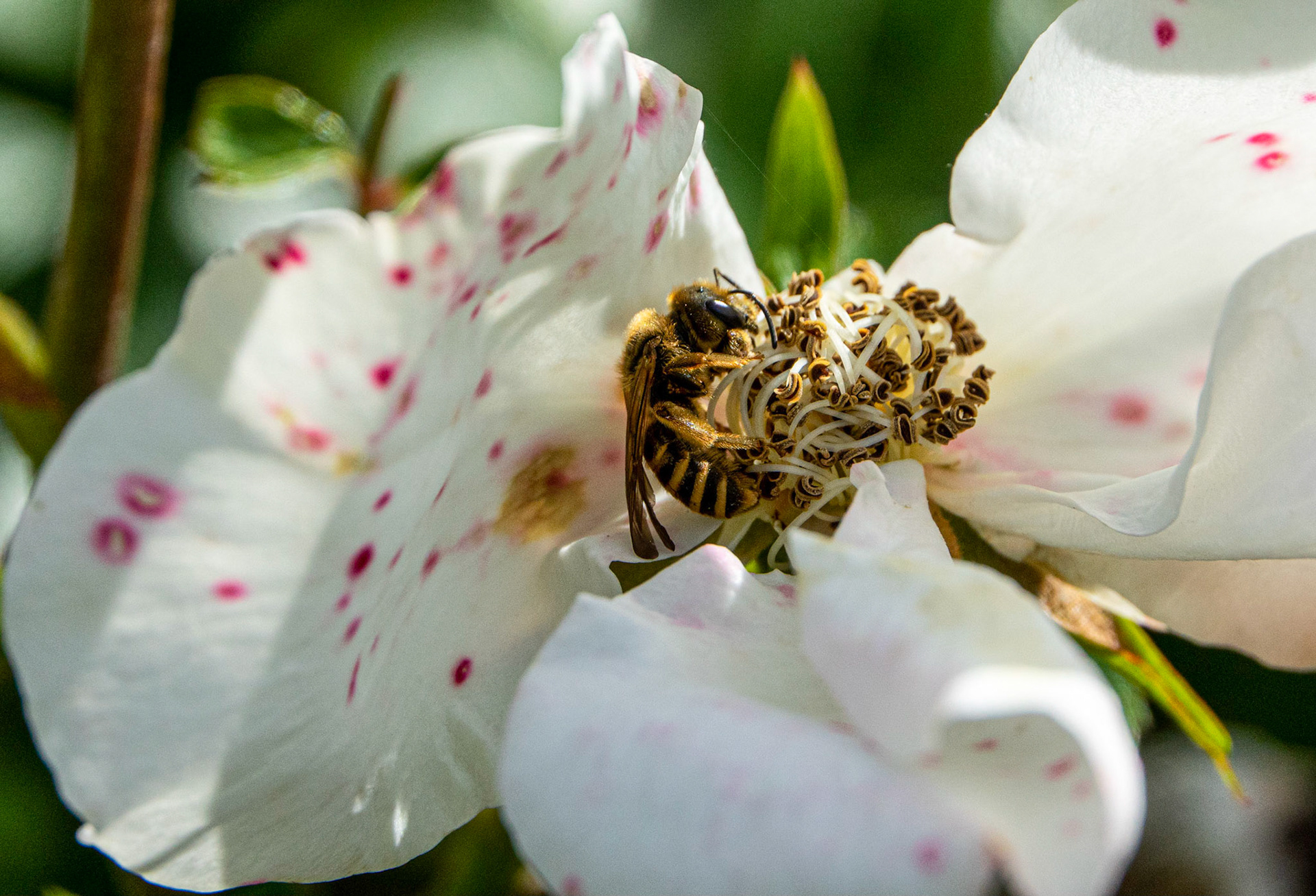 This Rose is a Mess!