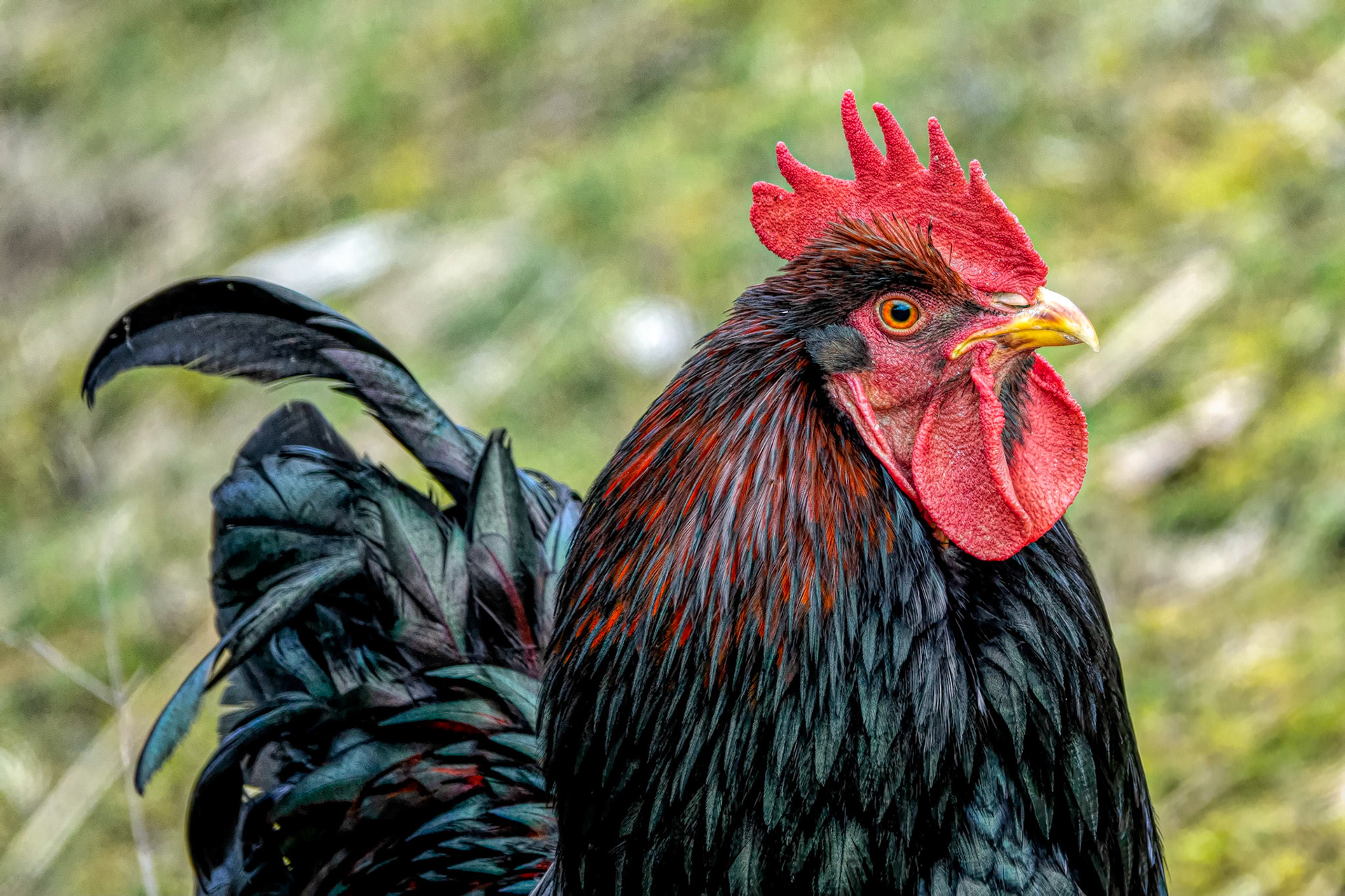 A Cock