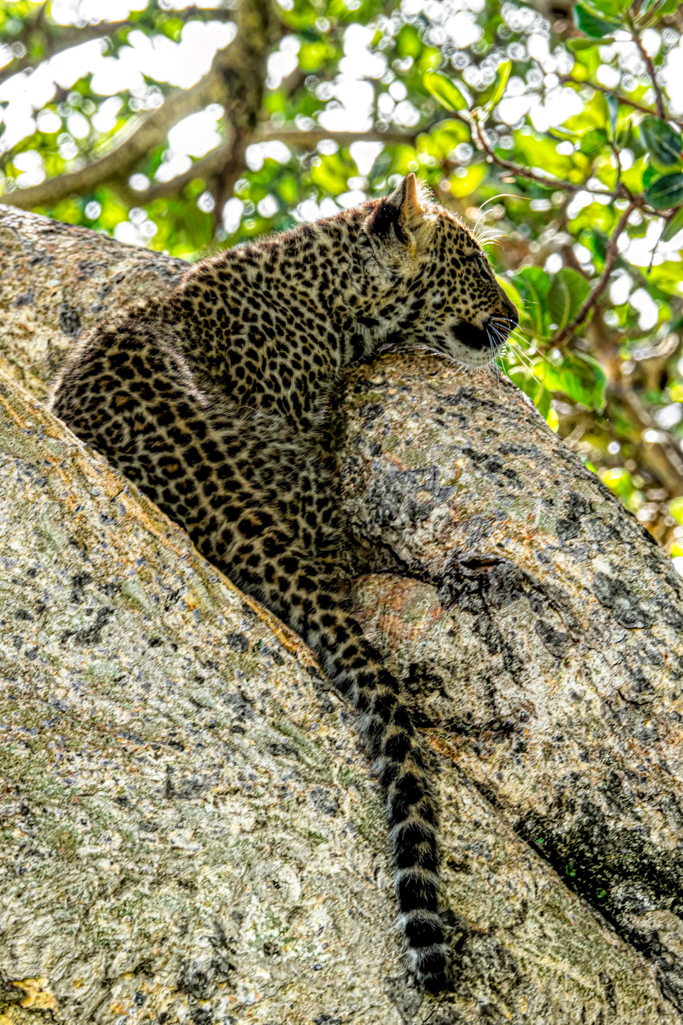 Leopard cub relaxing
