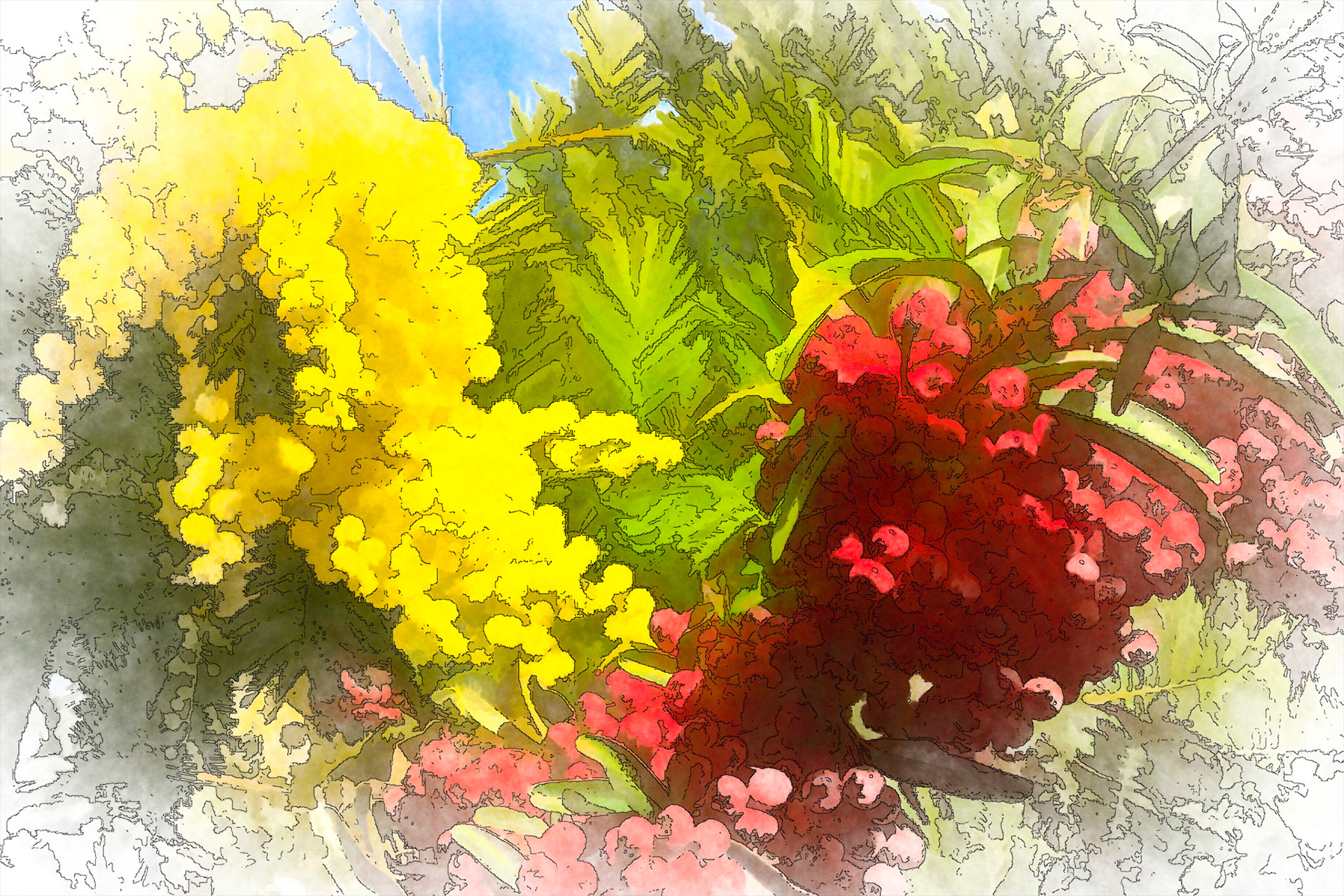 mimosa and cotoneaster