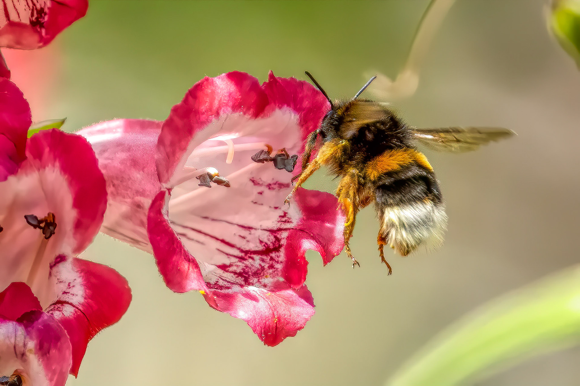 Welcome ever smiles, and farewell goes out sighing.William ShakespeareA bumblebee is welcomed into a Beardtongue flower.