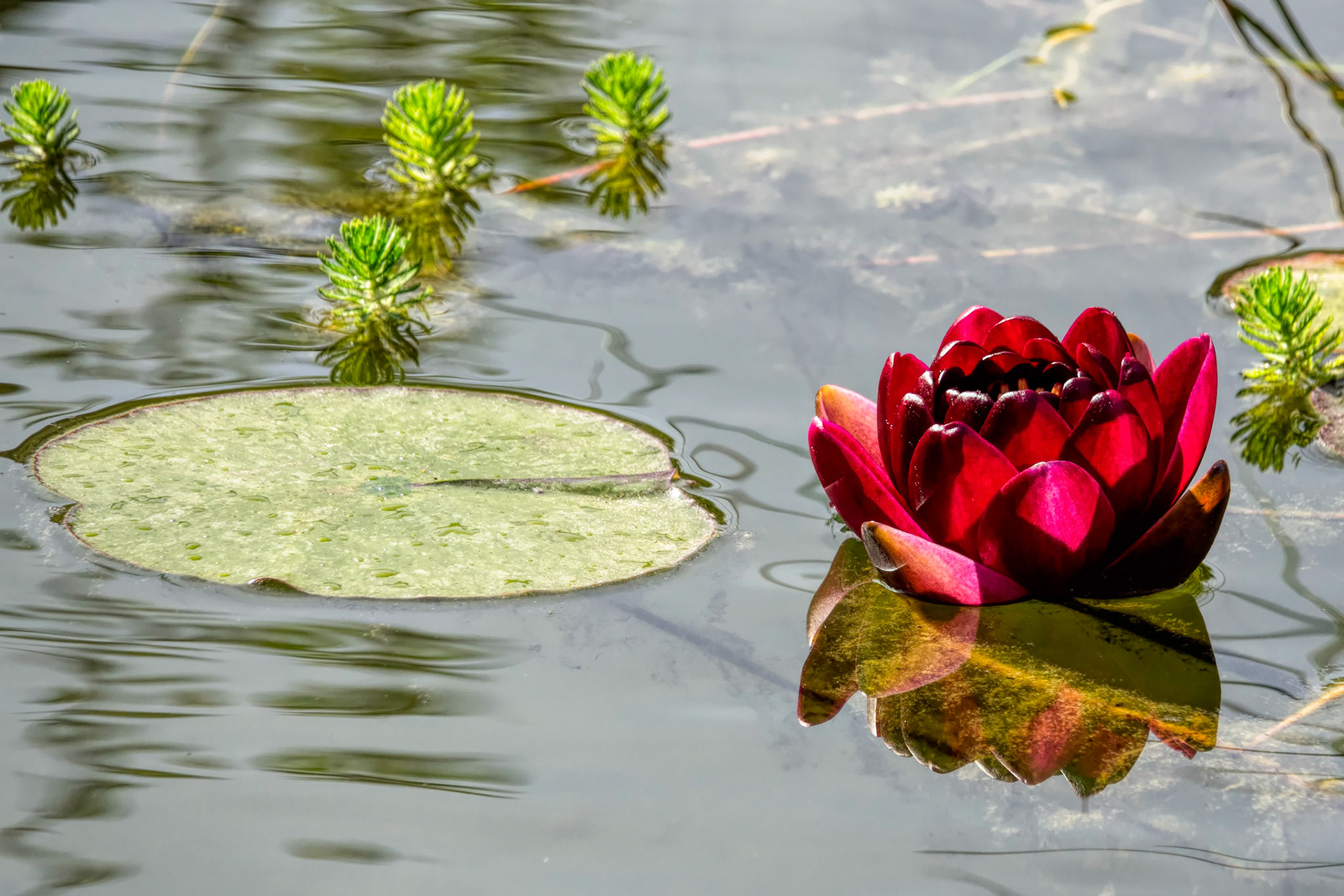  2nd Lily of the summer