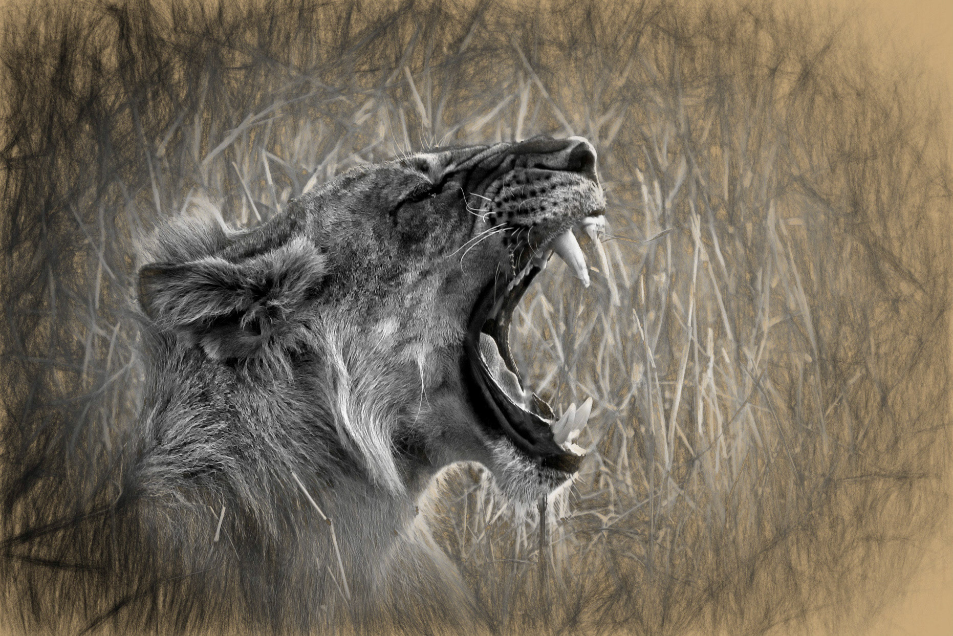 rework of an old photo