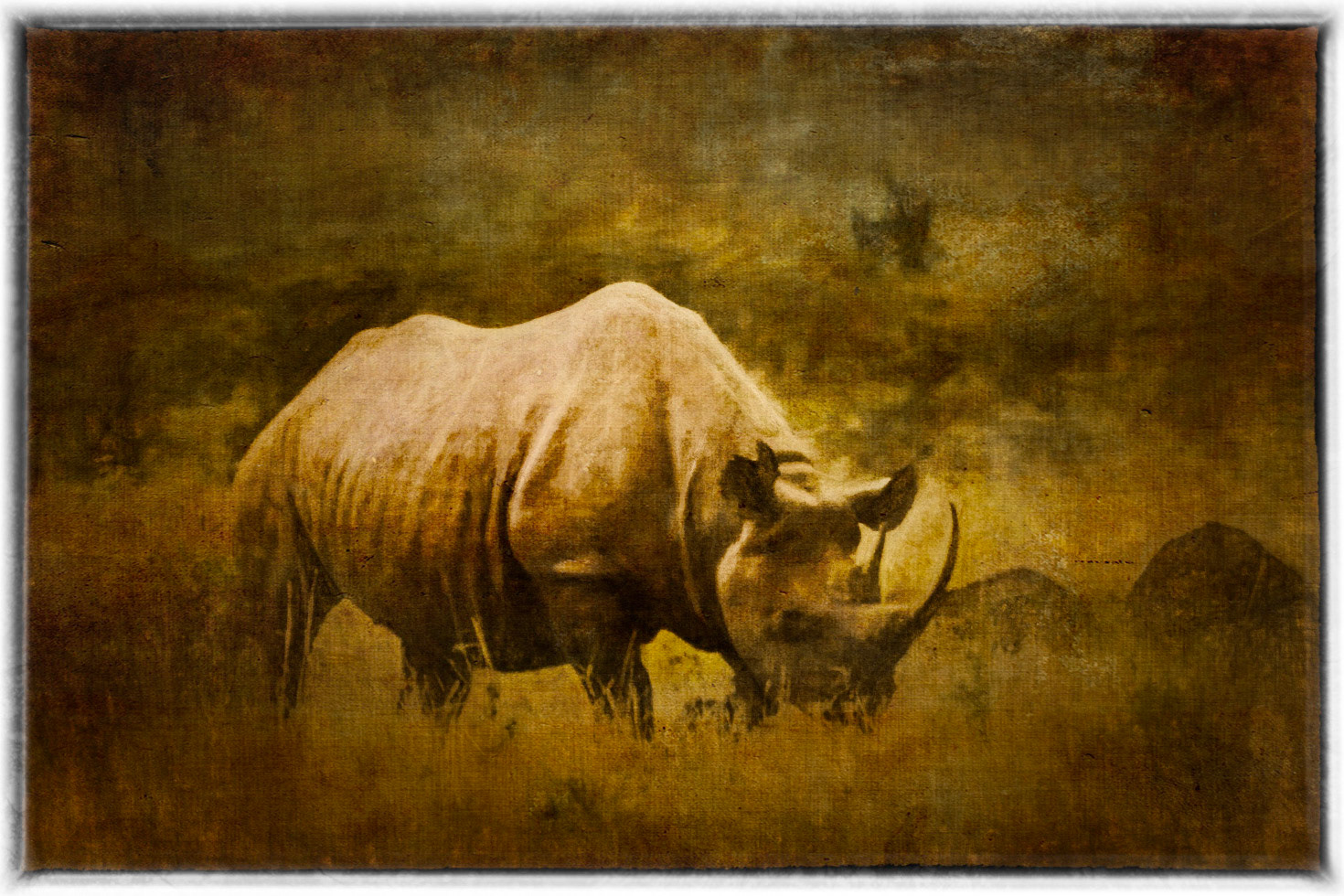 black rhino at dusk
