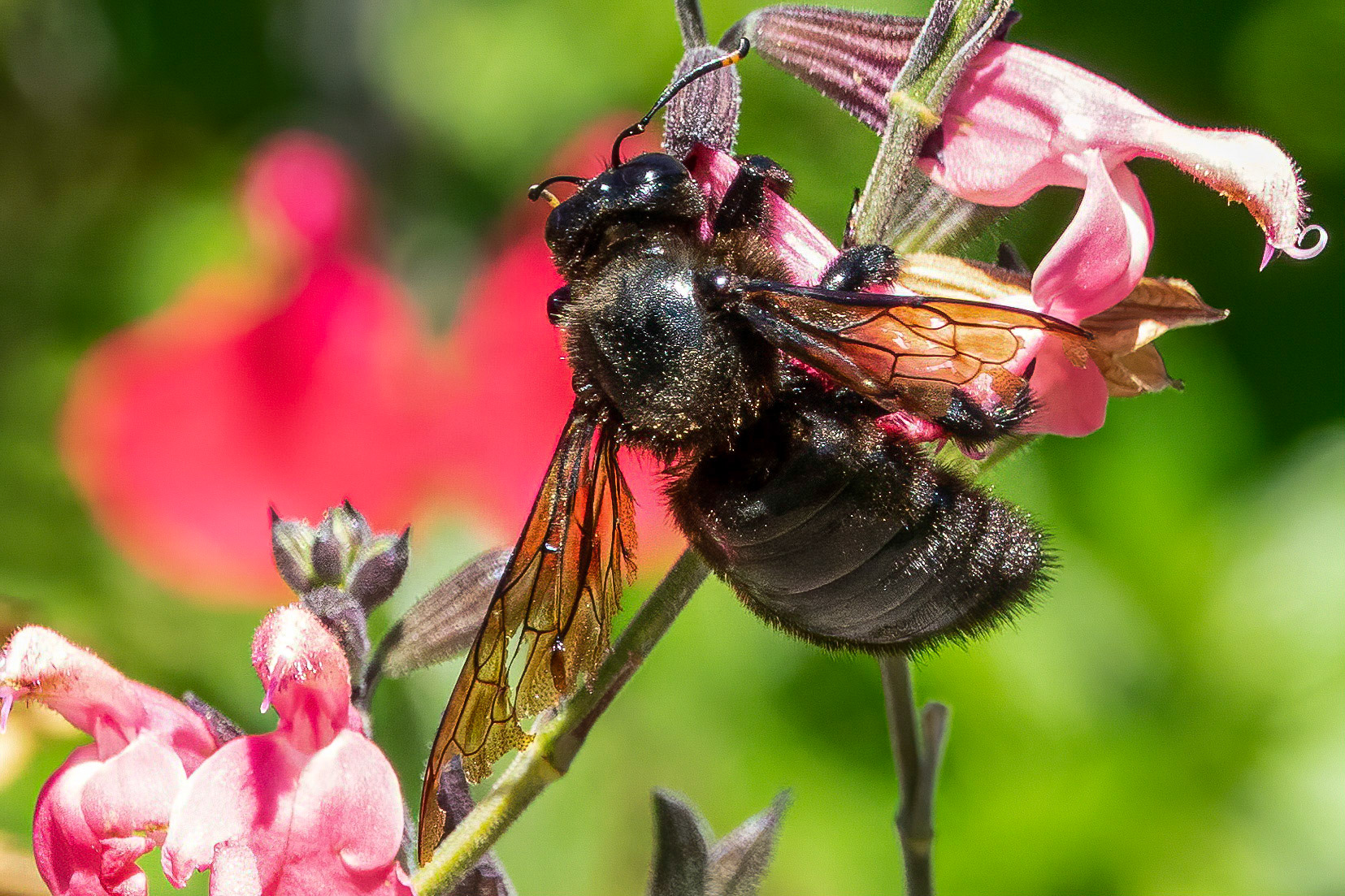 It is often said that bumblebees cannot fly, they levitate. Look at the wings of this carpenter bee. Half gone yet it can fly with total accuracy. Pure levitation... Who needs the laws of physics.