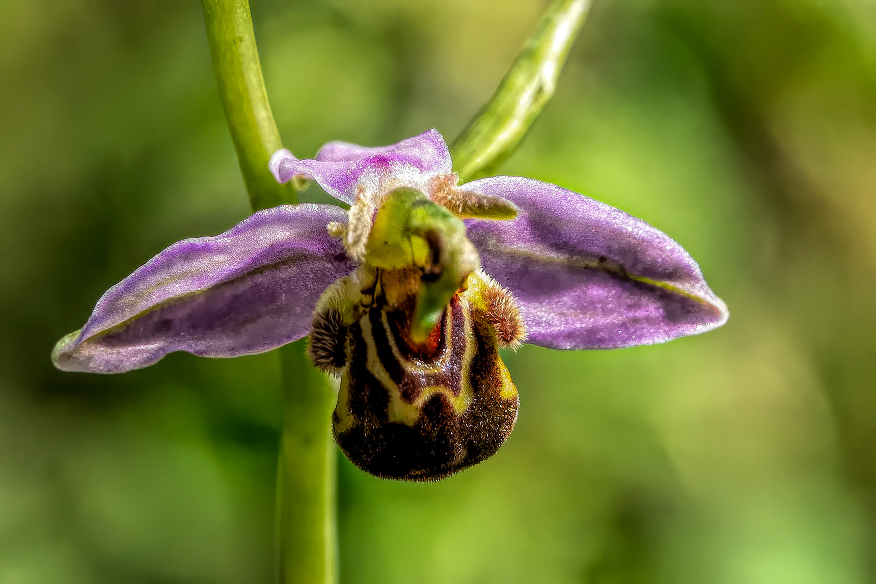 Seeing things...This isolation must be getting to me. Everywhere I look in our garden there are flowers, birds, insects, and then this...