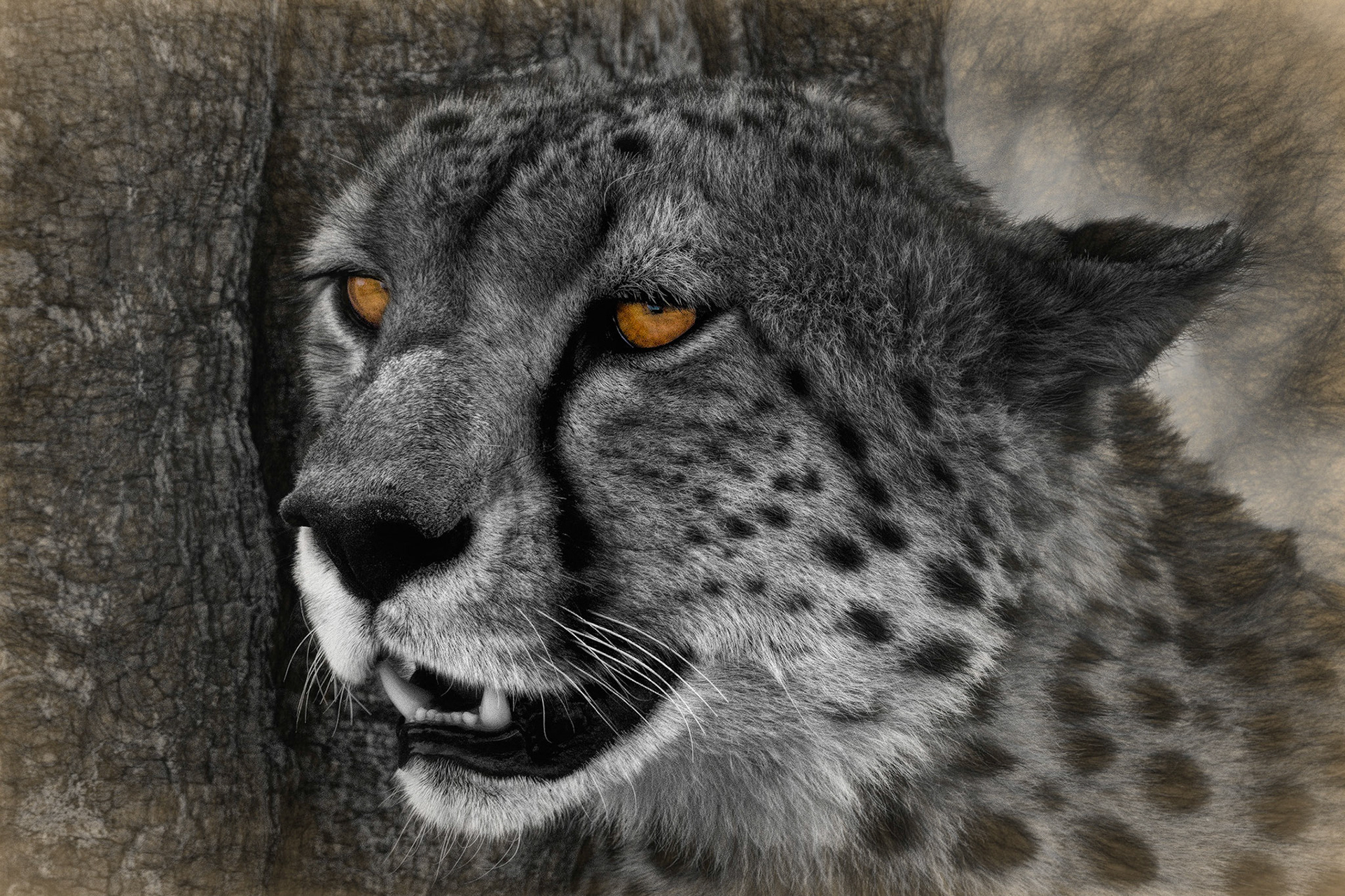 Cheetah Portrait