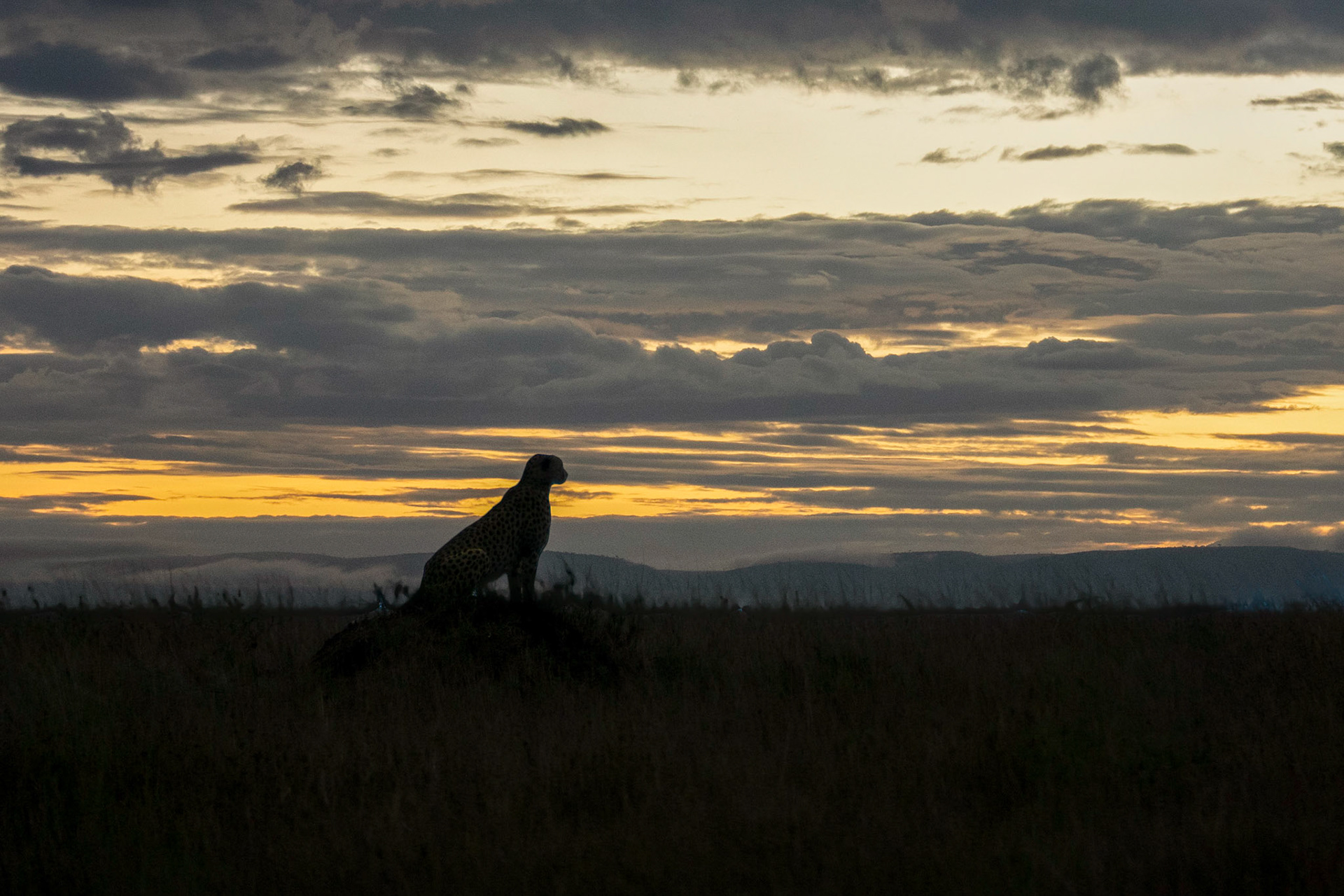 cheetah at sunset