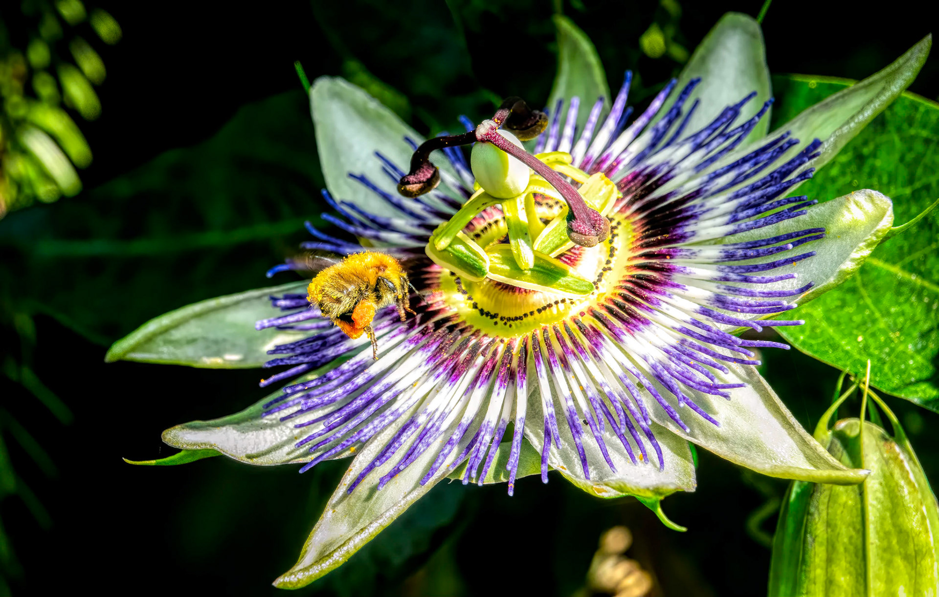 A bee weighed down by pollen and nectar makes an attempted landing on a passionflower.