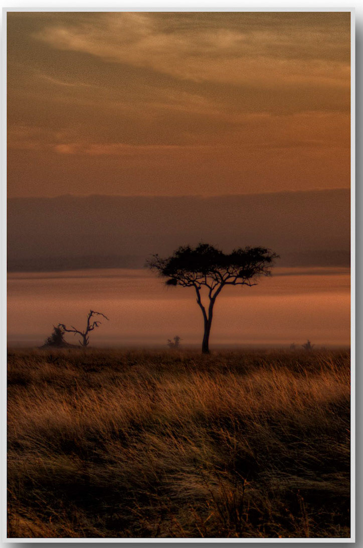 a sea of morning mist