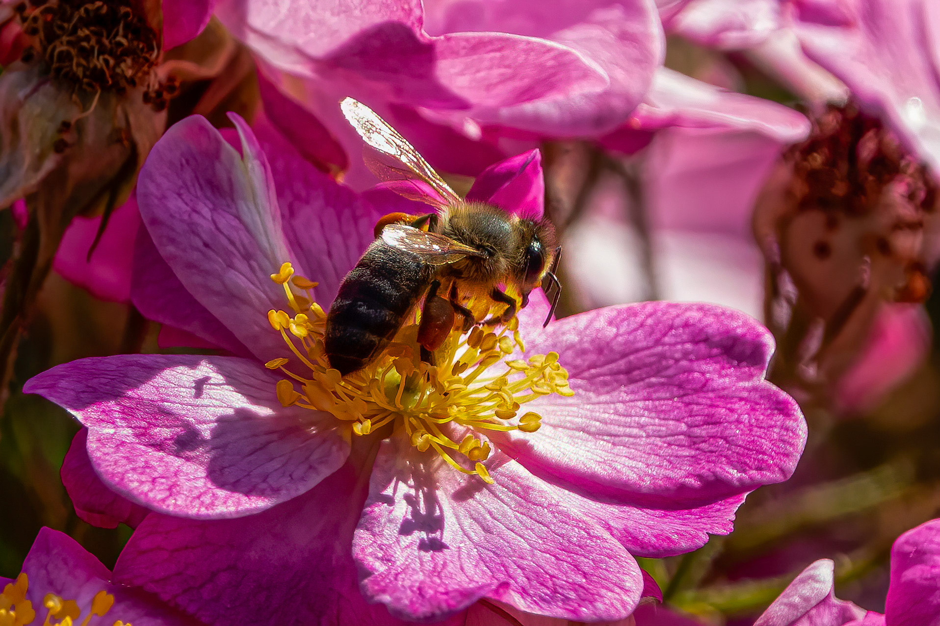 It takes a bee 10,000,000 trips to collect enough nectar to make 1 pound of honey. The poor thing must be completely knackered...